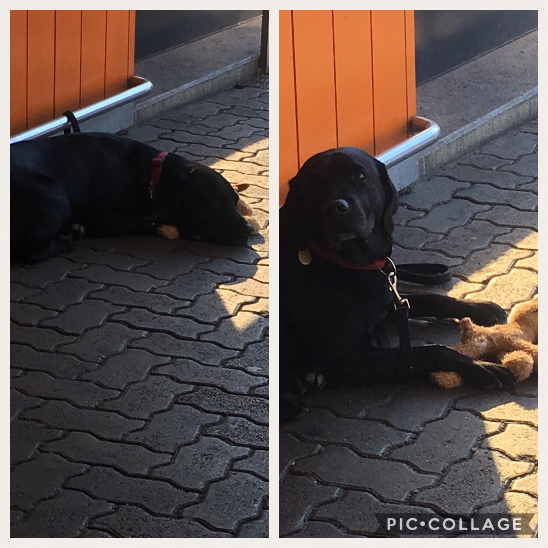 My lab wanted to bring his toy. Before and after he saw me coming out