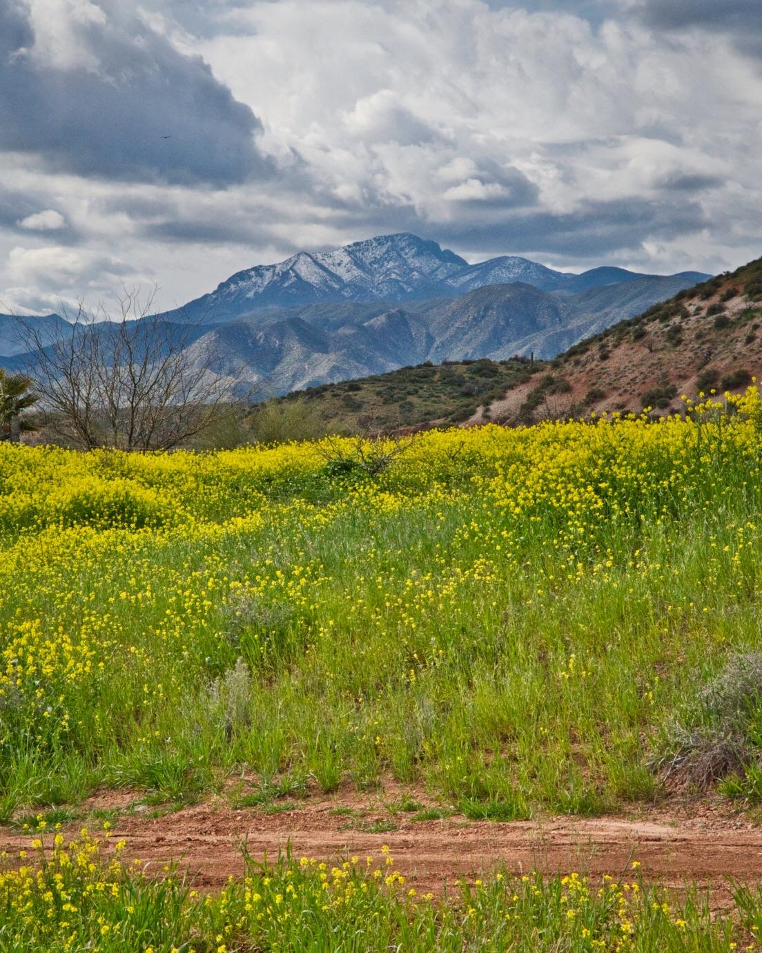A view of Four Peaks from Tonto Basin. Still some snow on top. r/arizona