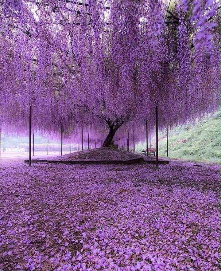 A 200 year old Wisteria tree in Japan r/interestingasfuck
