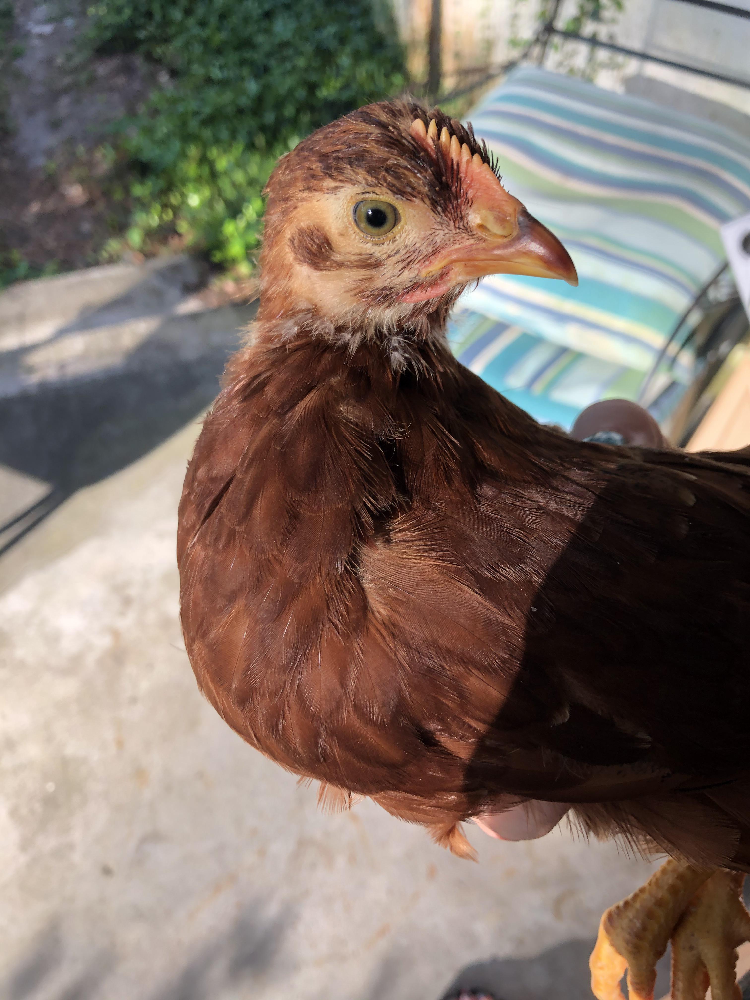 Can anyone tell if what I think is a hen,is a hen or roo? She’s a Rhode
