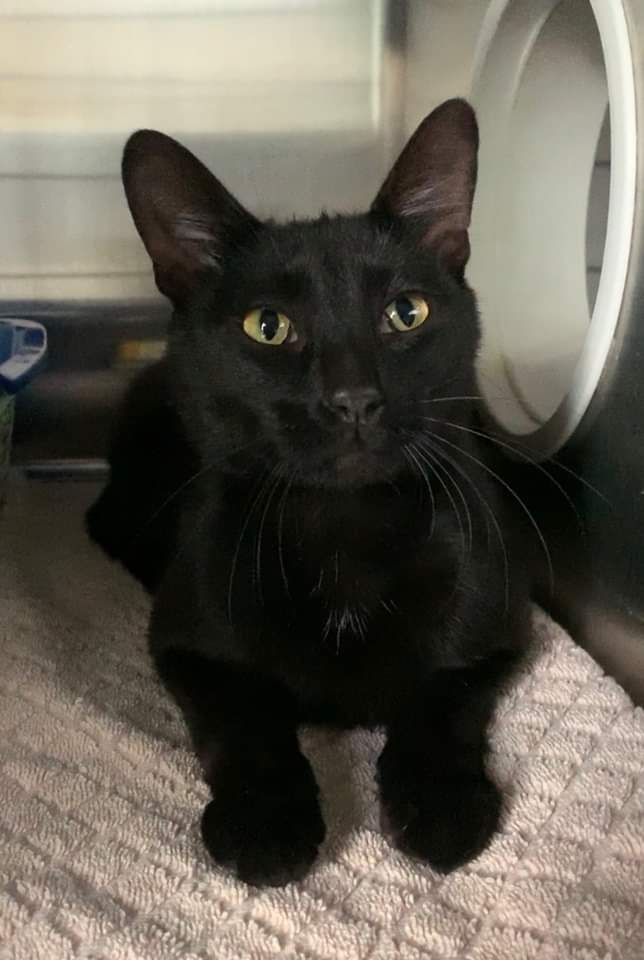 Black cat lovers of Reddit This is my guy Umbrie. Some non cat people