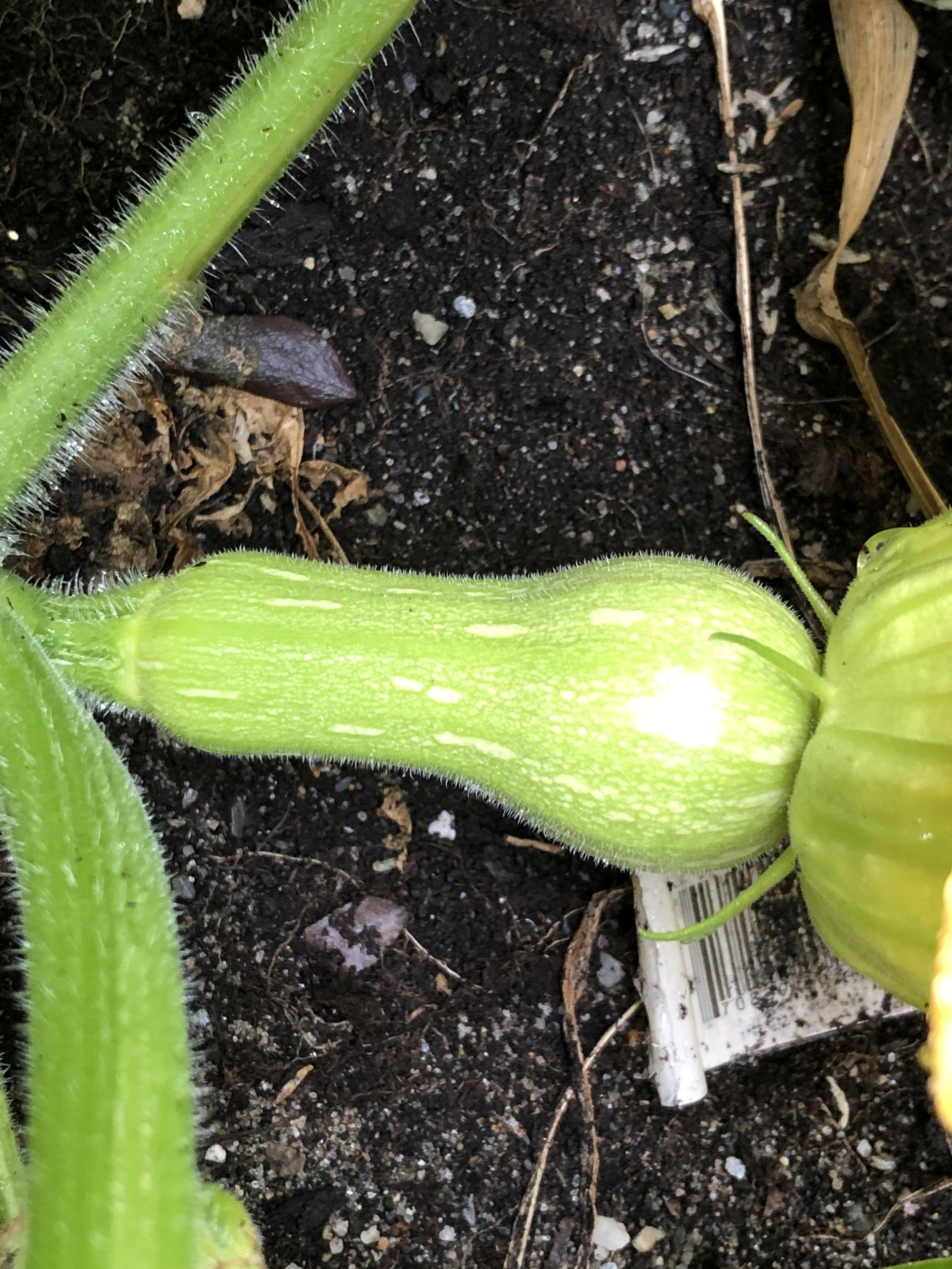 I finally have a female butternut squash flower that seems to be