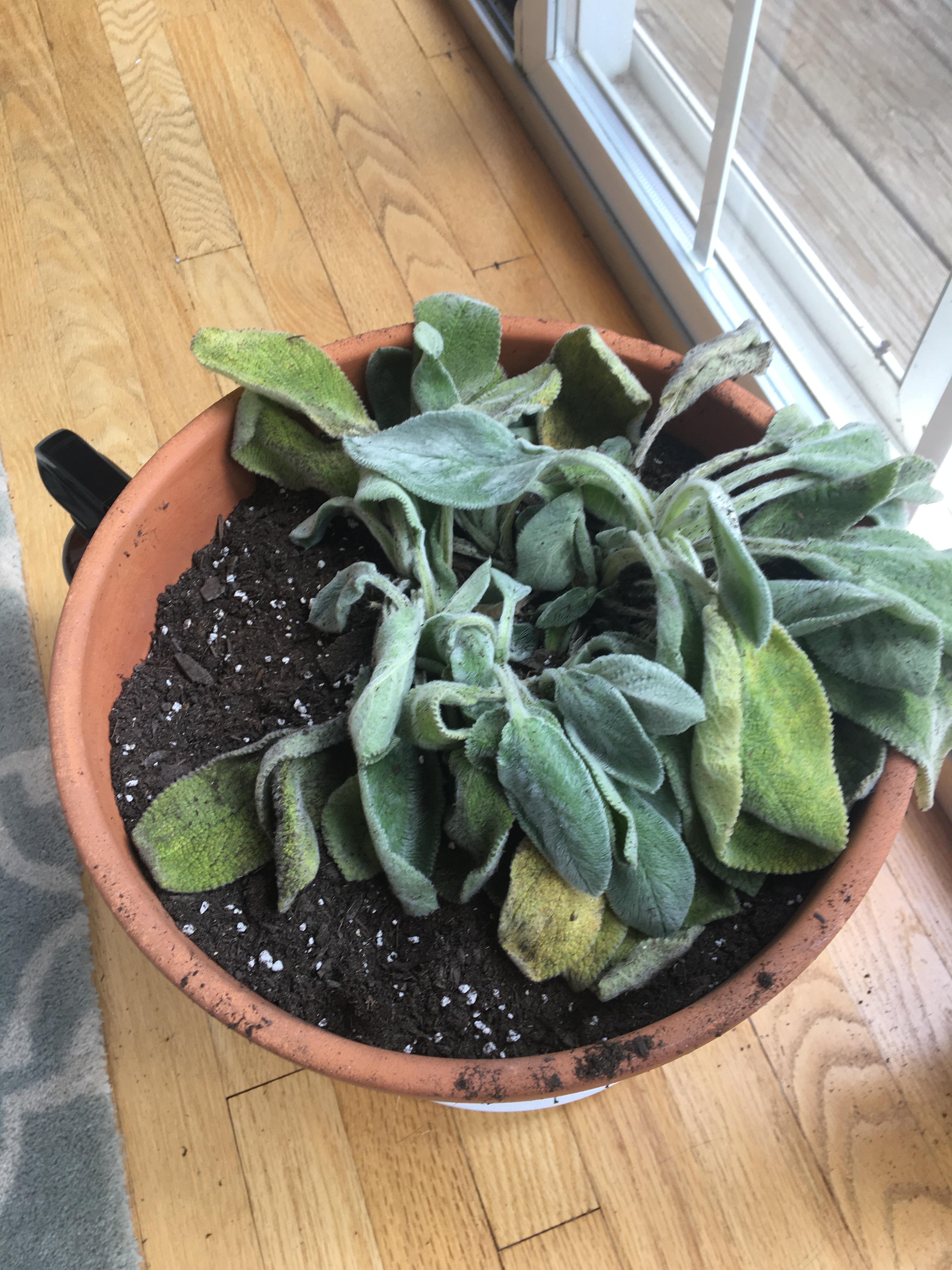 Lambs ear. She just started drooping. I tried repotting her, but