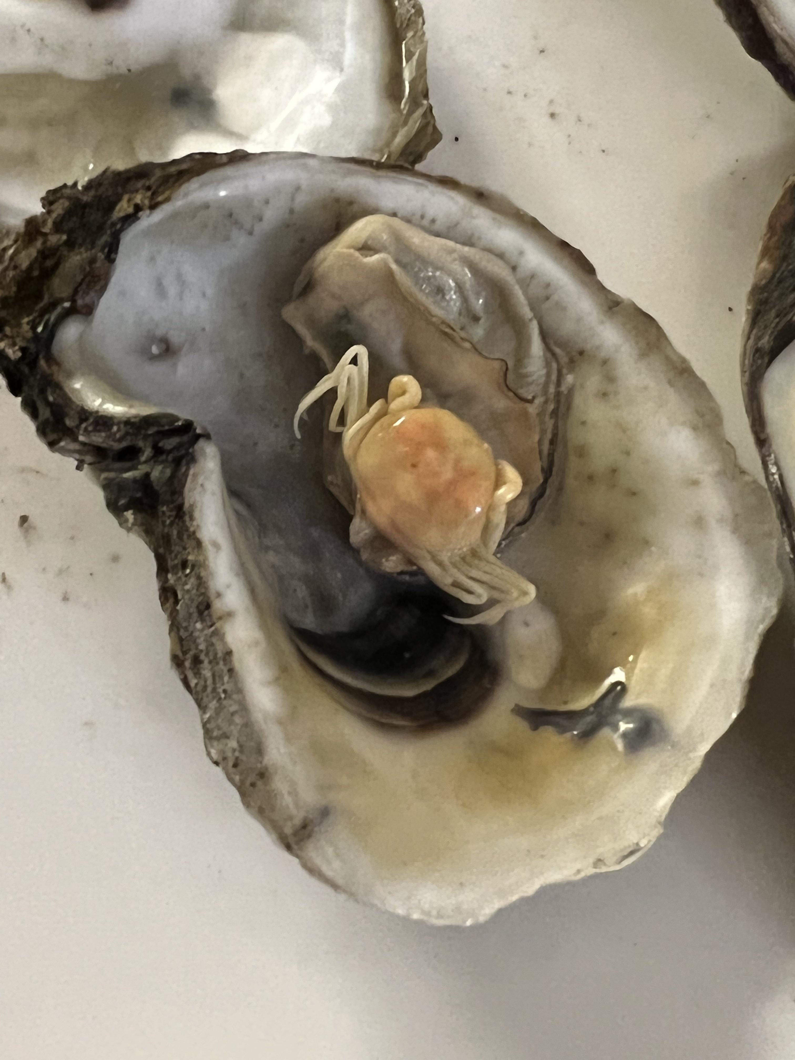 Found a tiny crab in my oyster r/mildlyinteresting