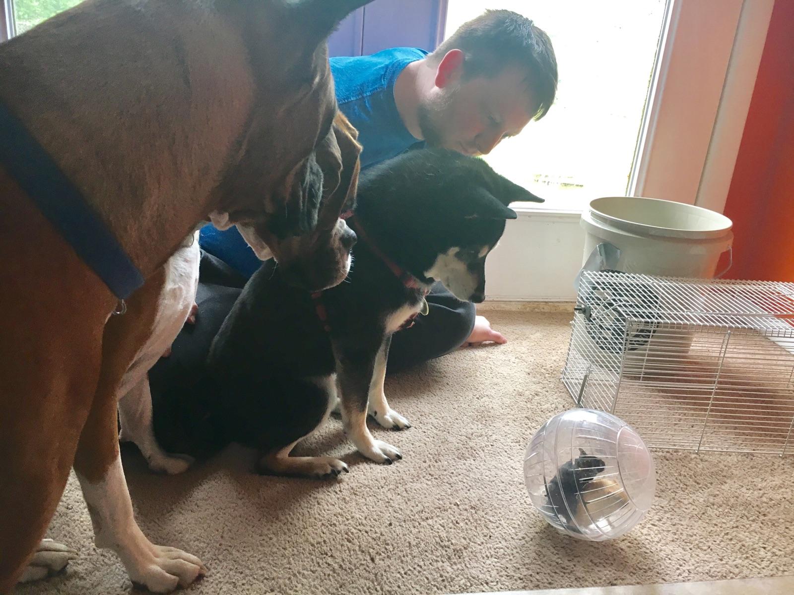 Pups checking out the Gerbils ! r/aww
