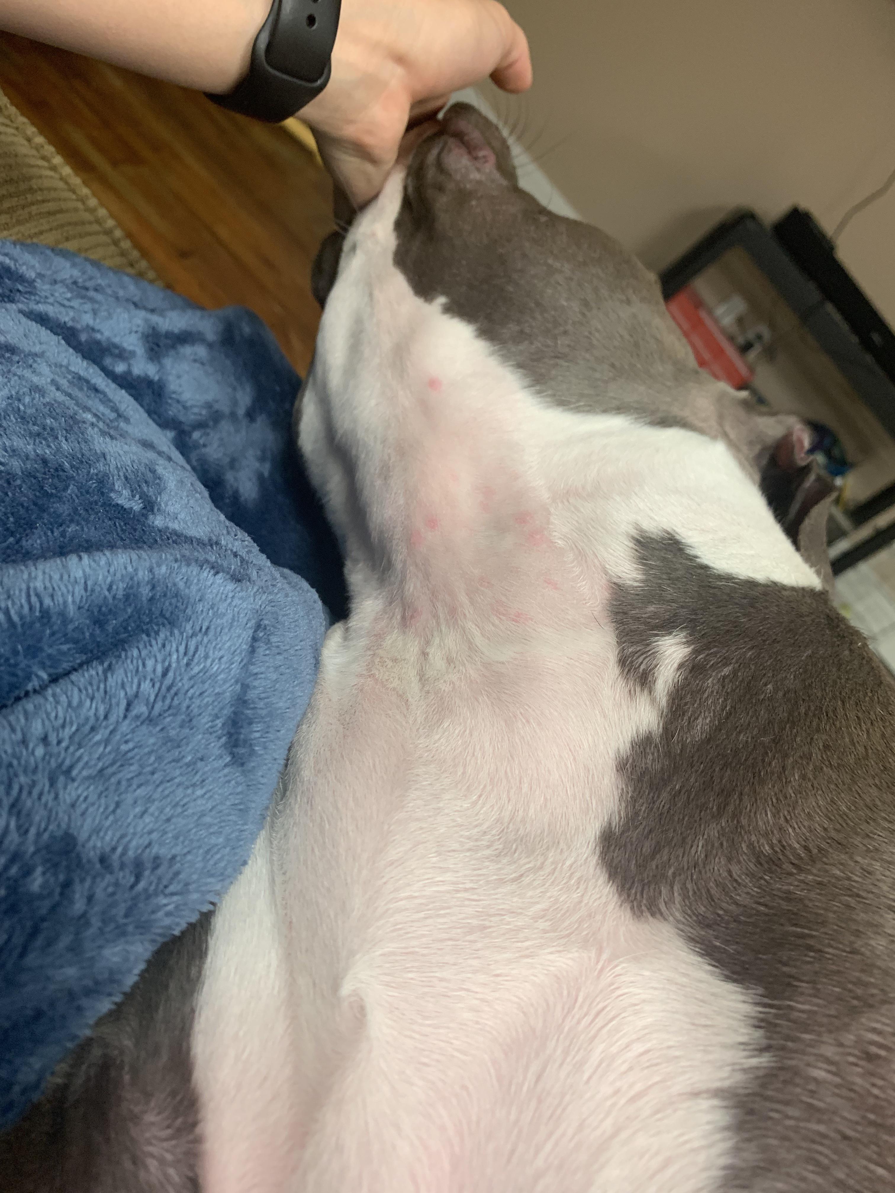 Anyone know what this rash could be? My babies fur is thinning out