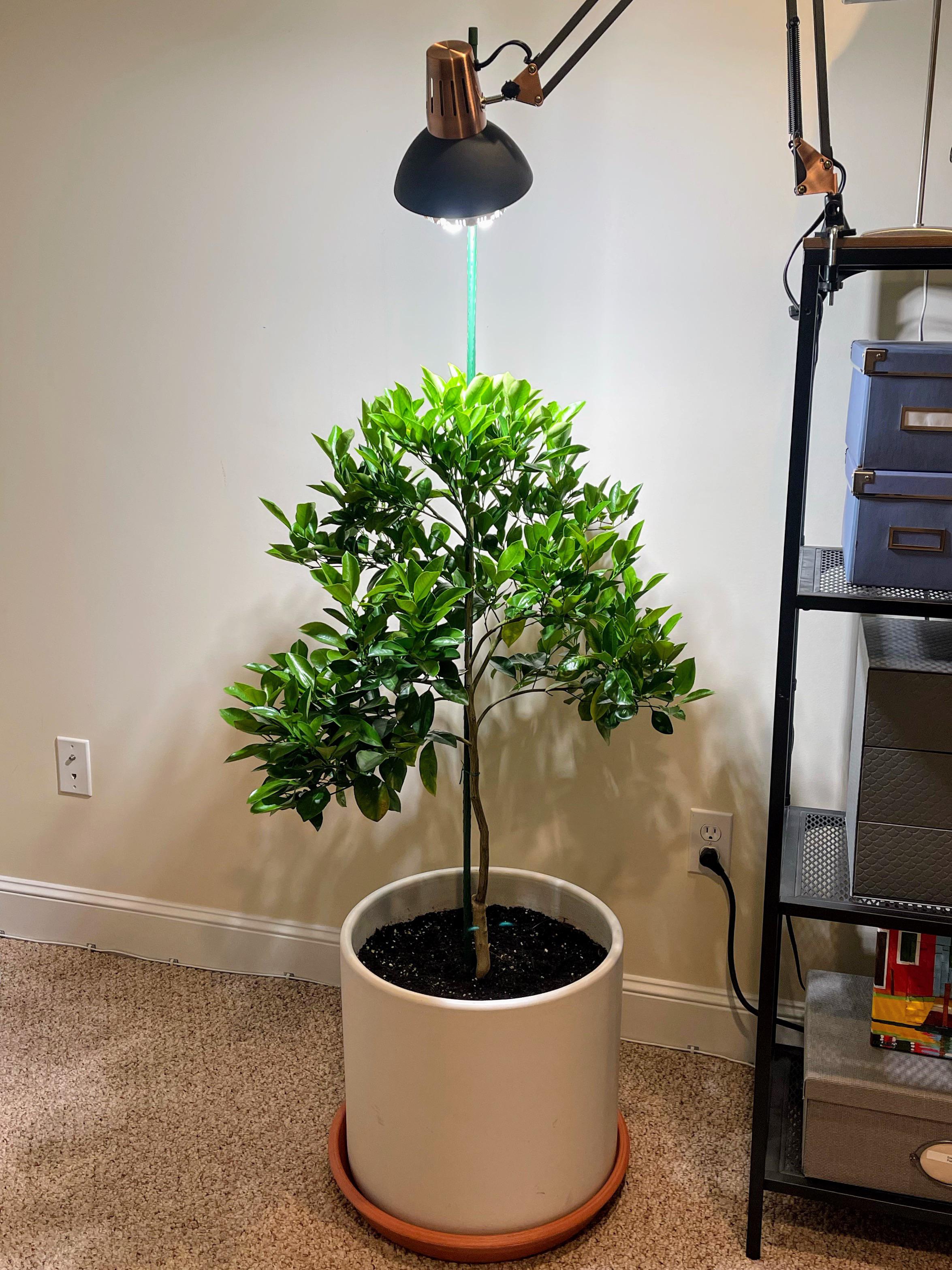 Calamondin tree is doing really well with the basement setup for the