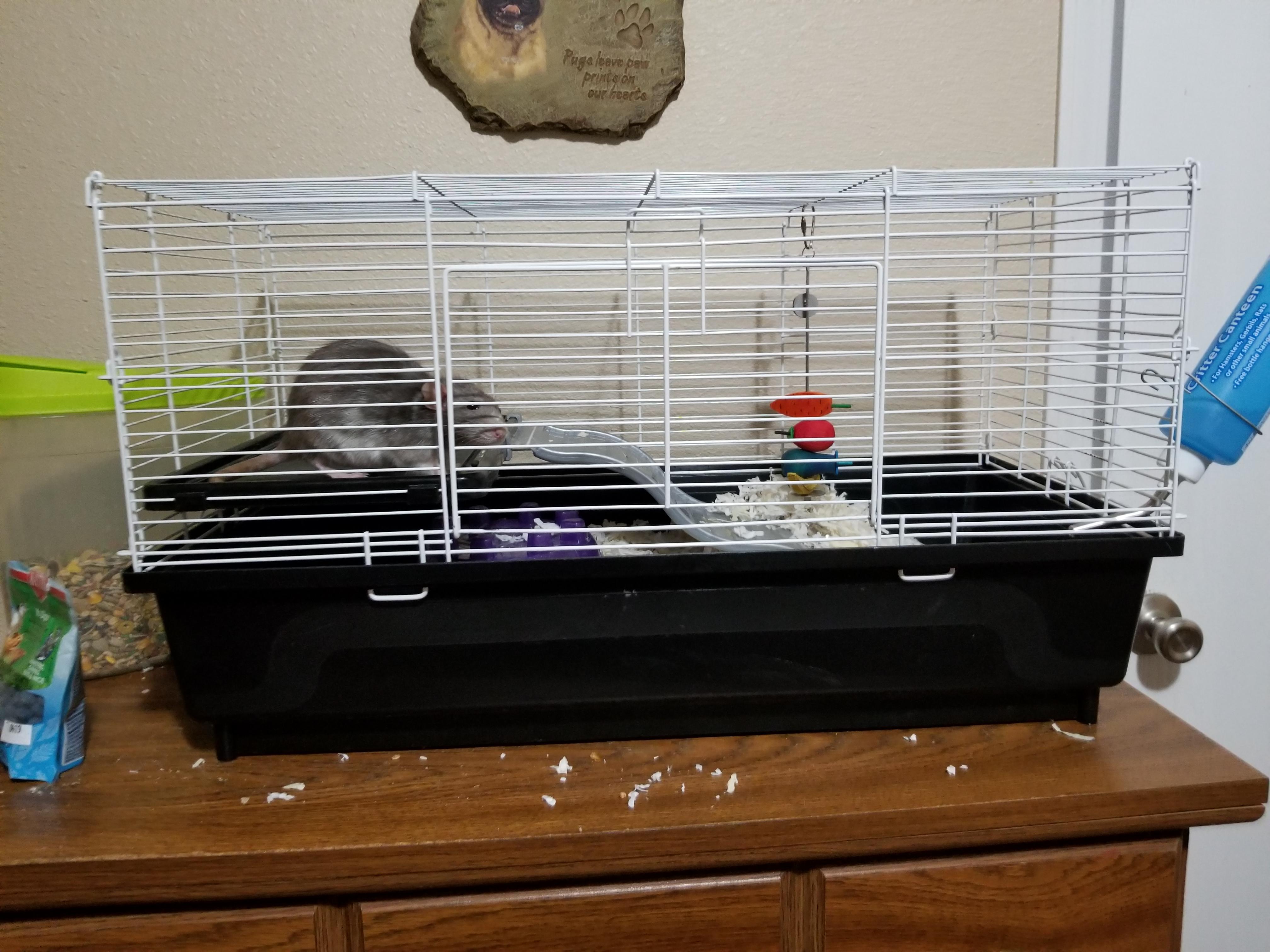Is this cage big enough for my rat? And can ya'll throw some good multi