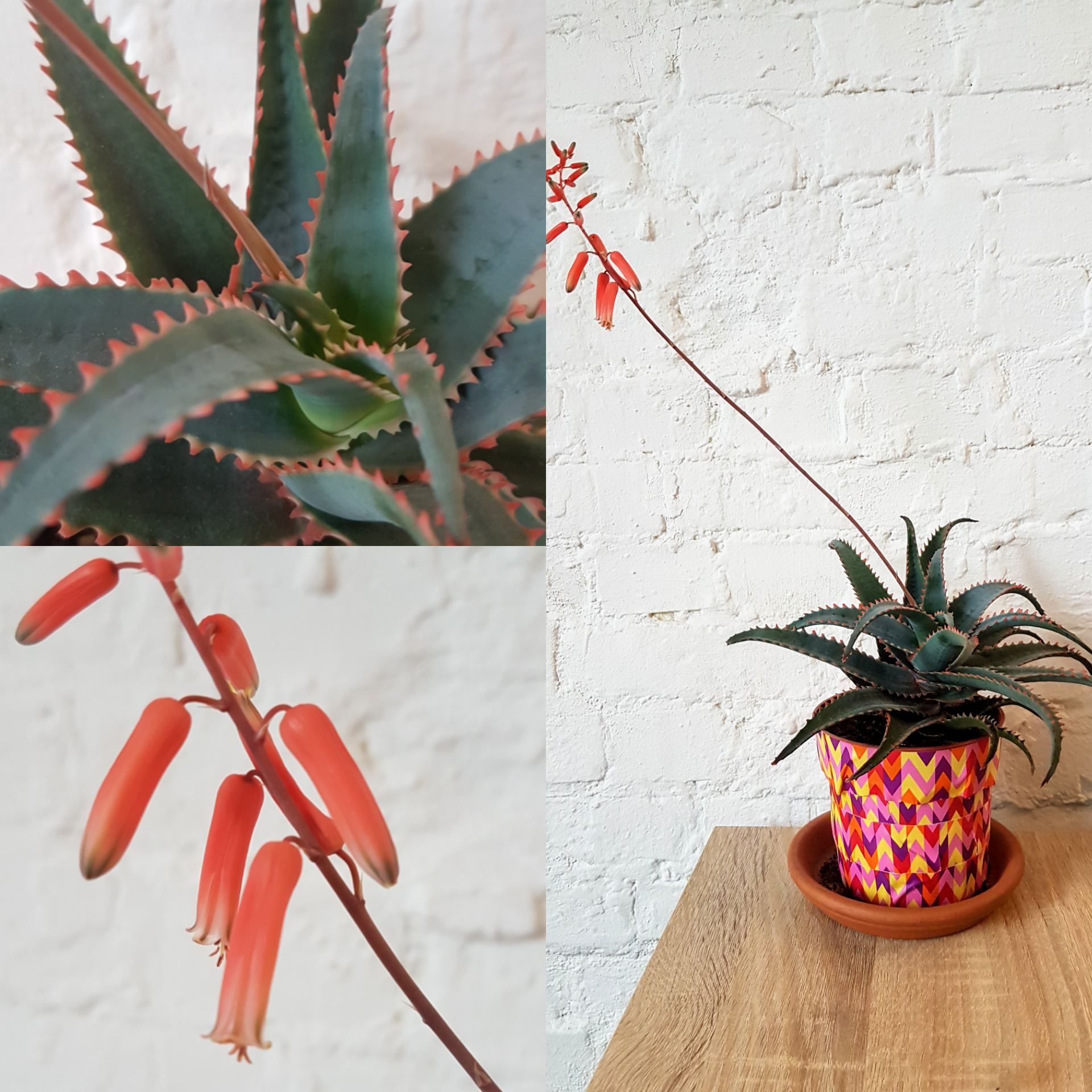 My swordfish aloe has done a fine job with these beautiful flowers 😍