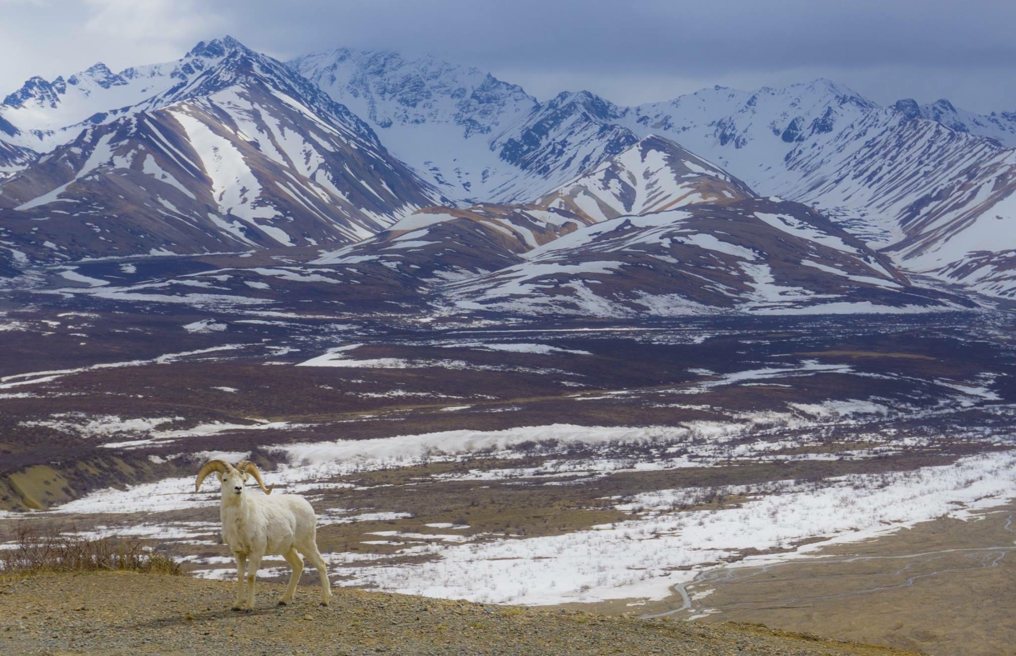 Denali National Park r/hiking