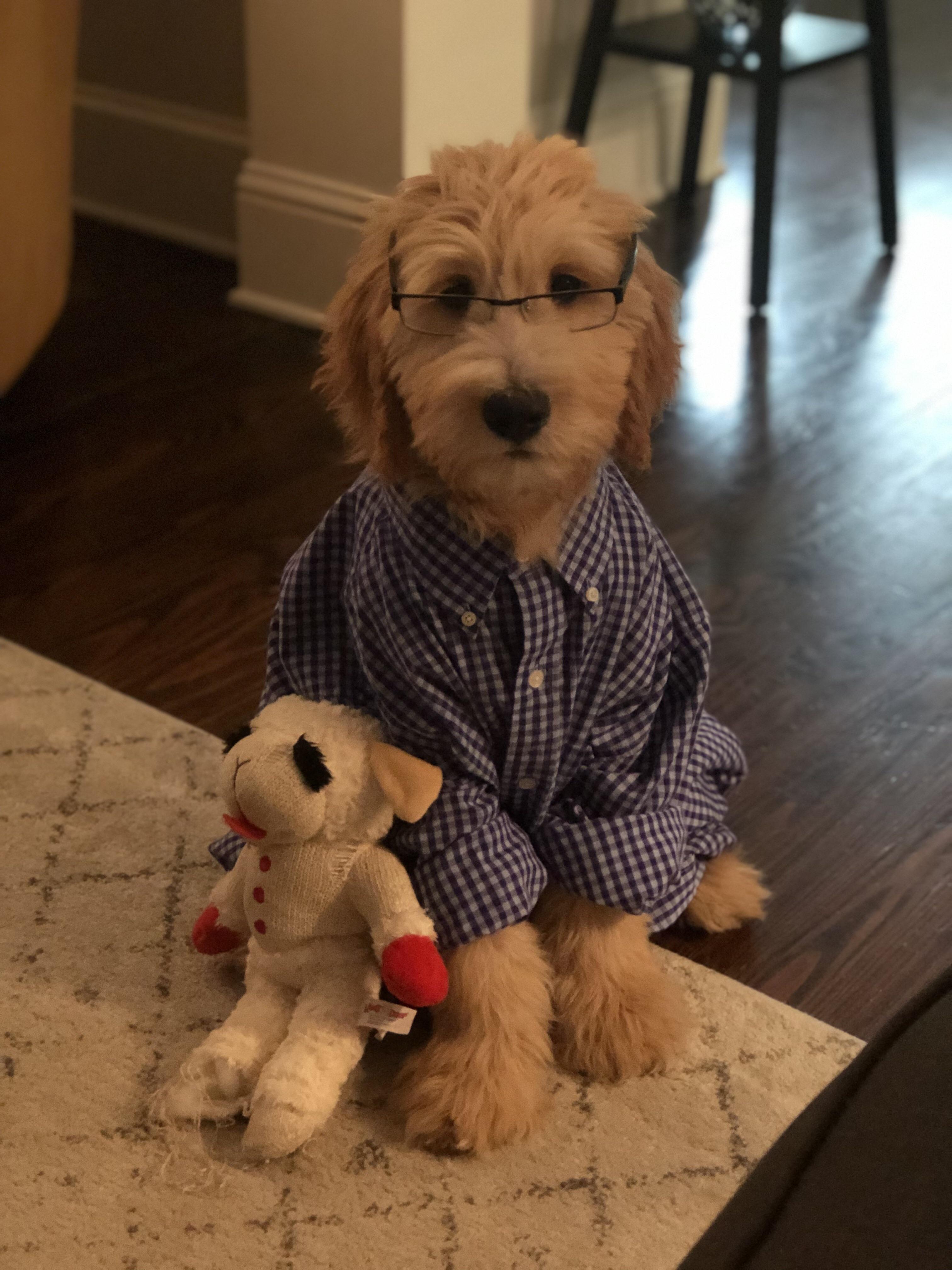 This is why I can’t leave my wife home alone with our goldendoodle