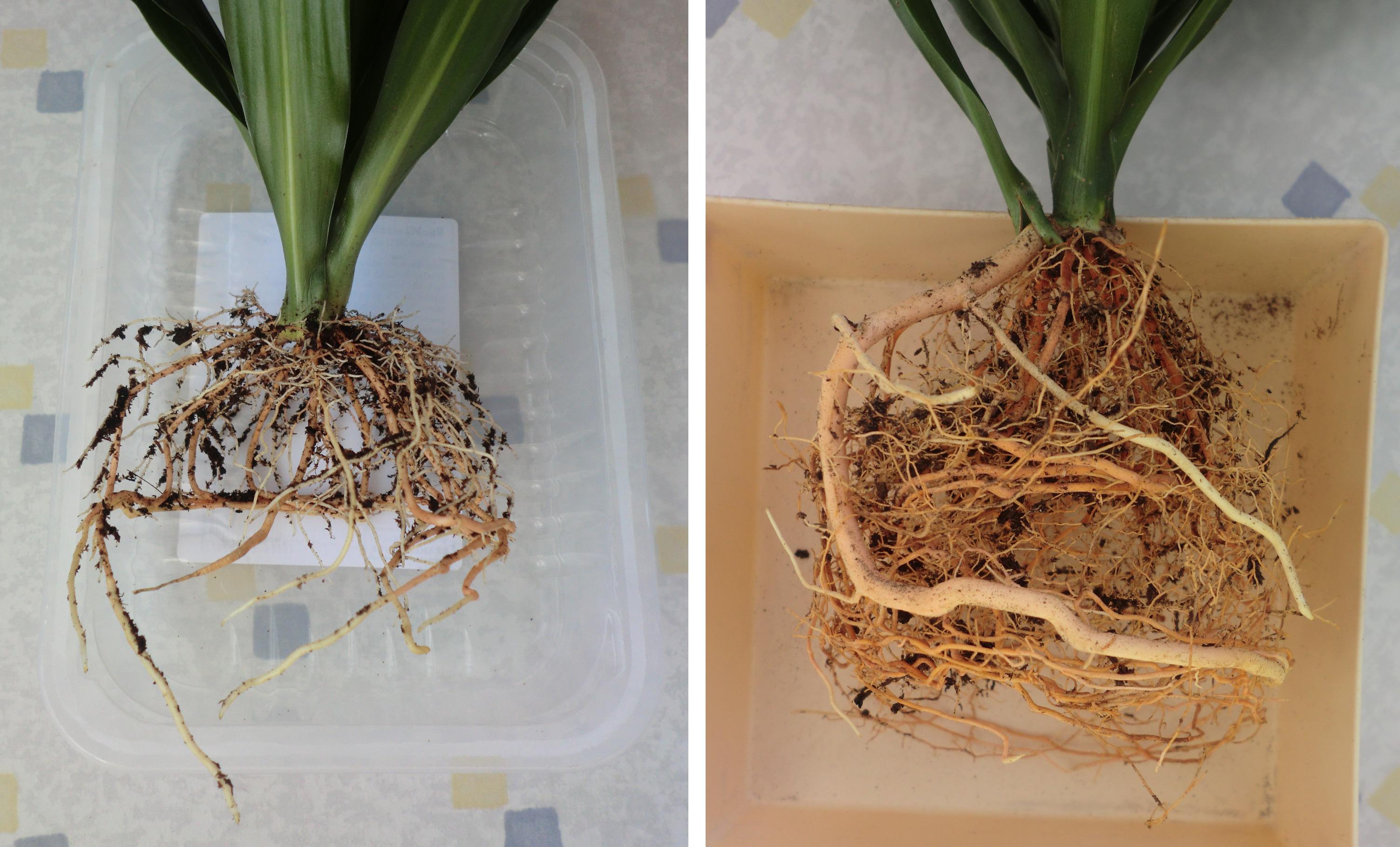 Dracaena fragrans cutting, 5 months root progress r/Plant_Progress