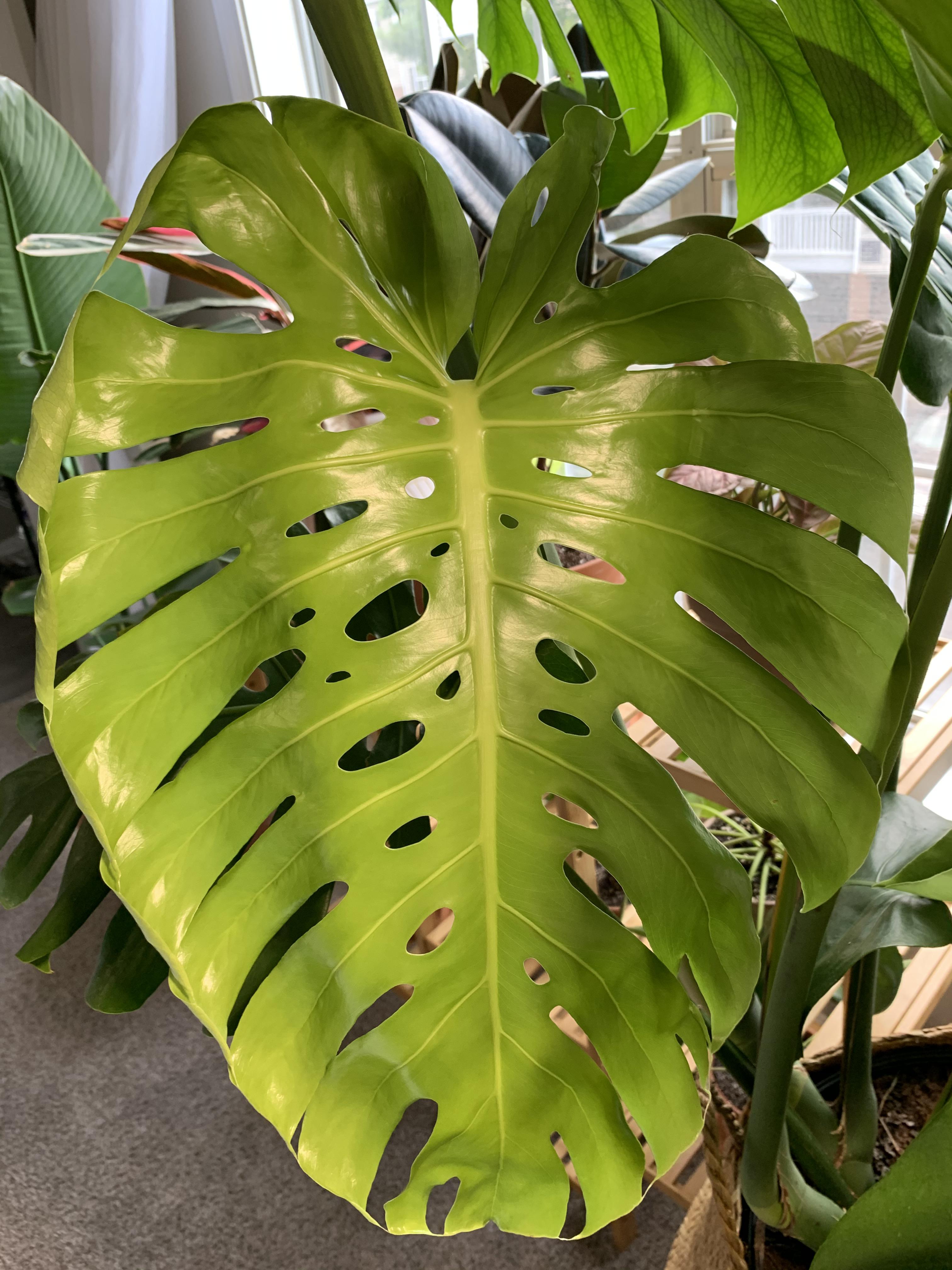 Kuddfodral Monstera Happy Monstera Monday! My biggest new leaf thus far 😍 Monstera