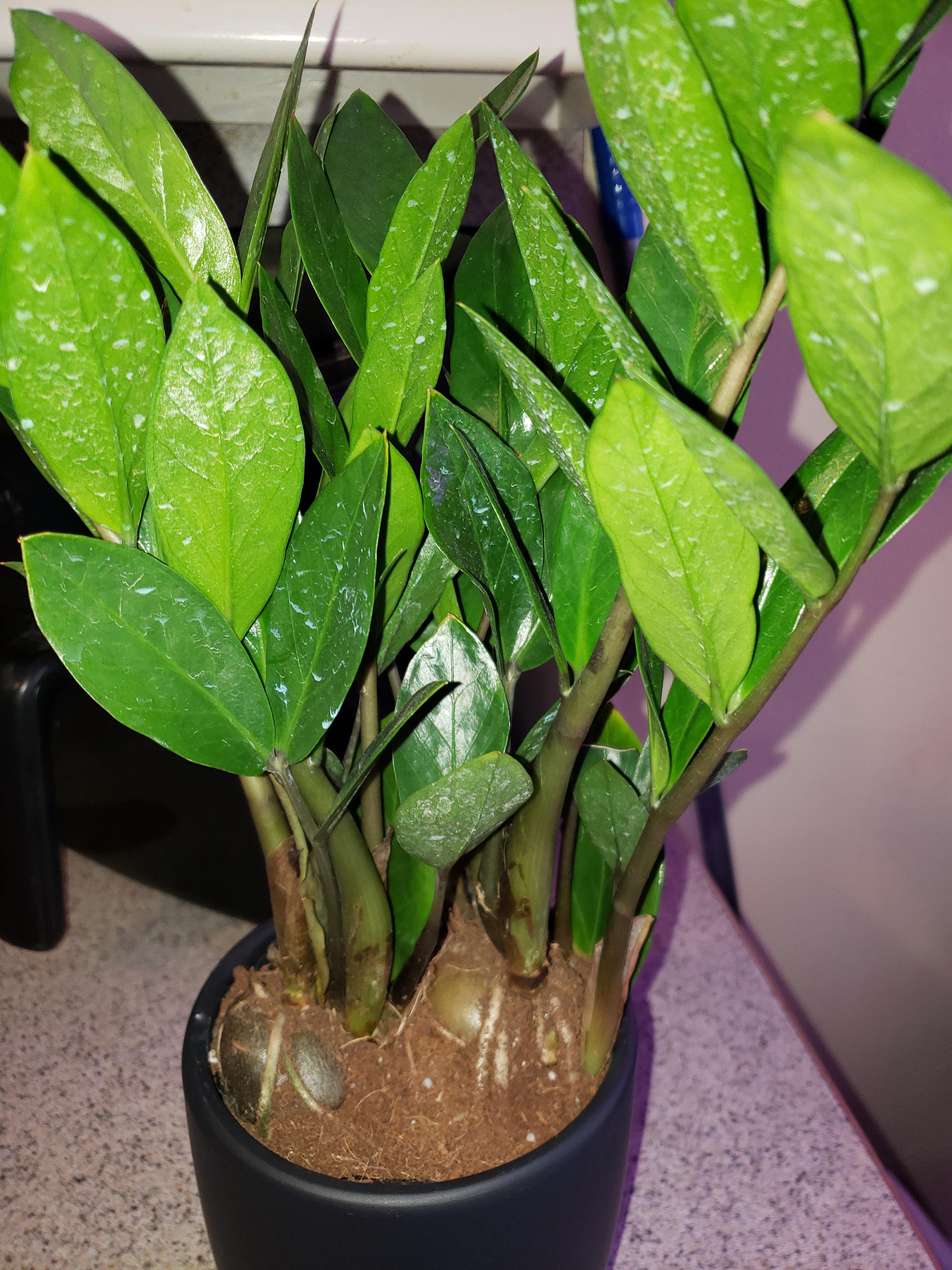 New to zz plant, should I repot and do the roots need to be covered