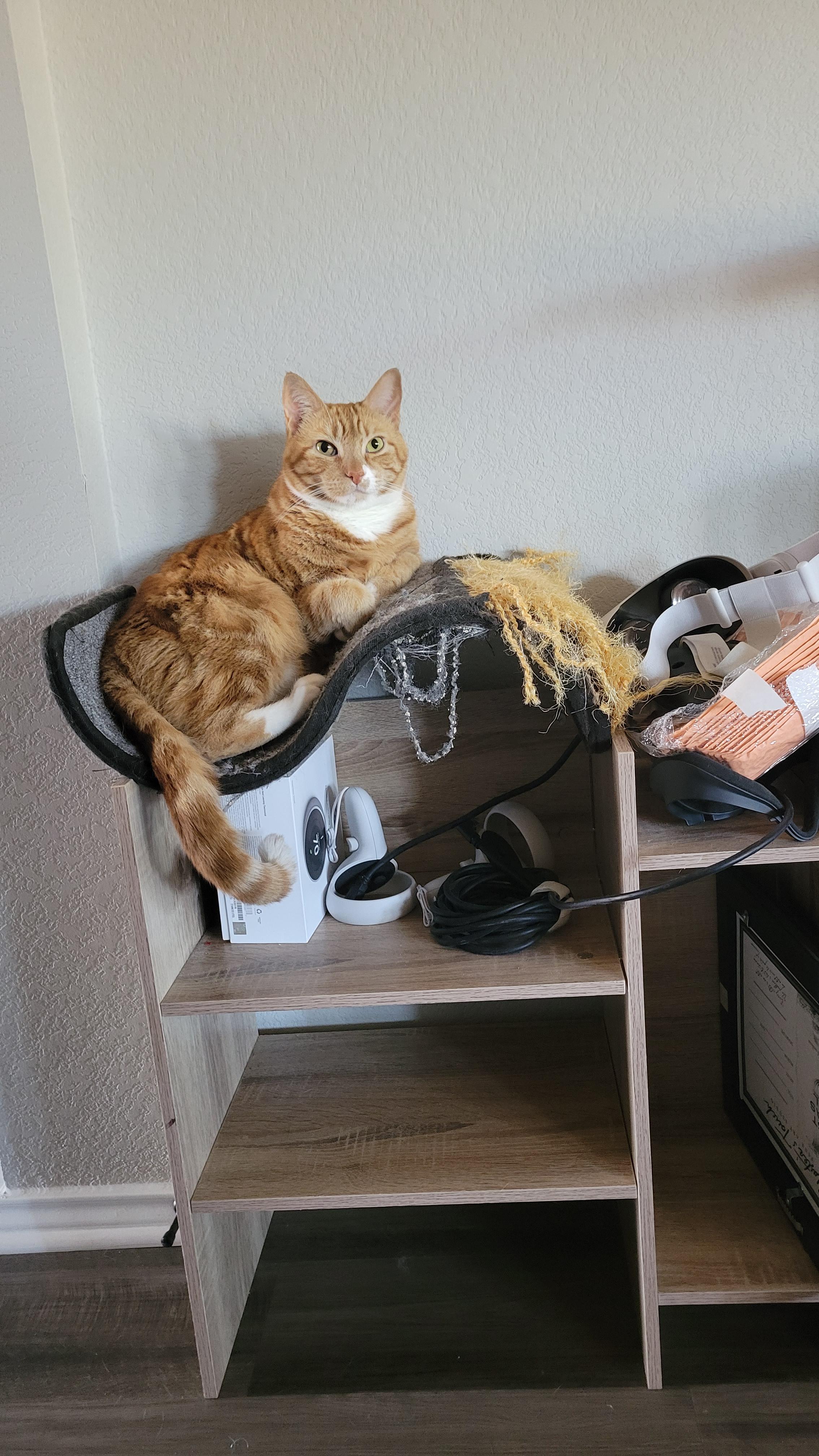 Moved his Chaise while rearranging rooms r/cats