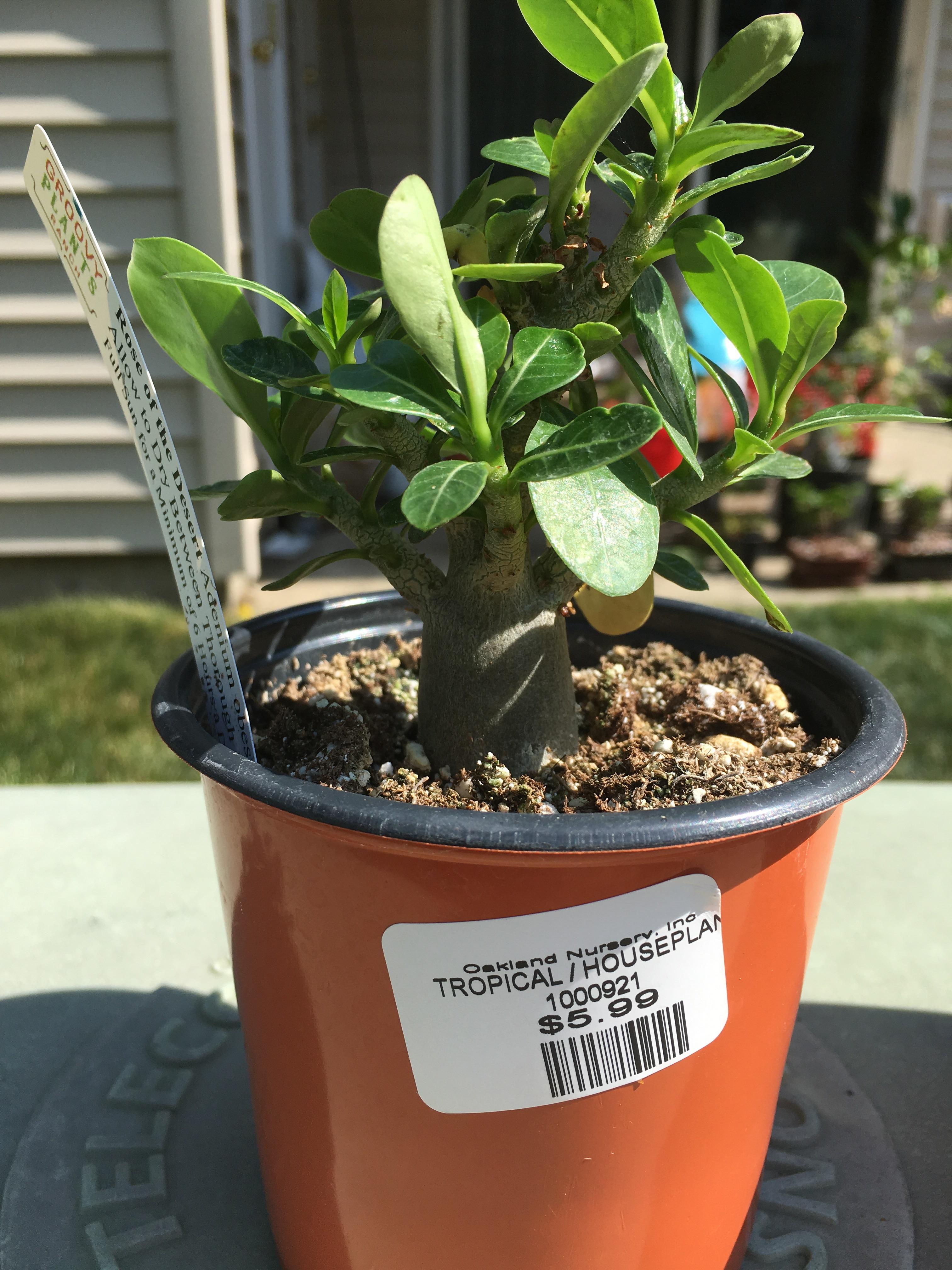 Labeled as Adenium Obesum. Looks more like arabicum to me. Anyone care