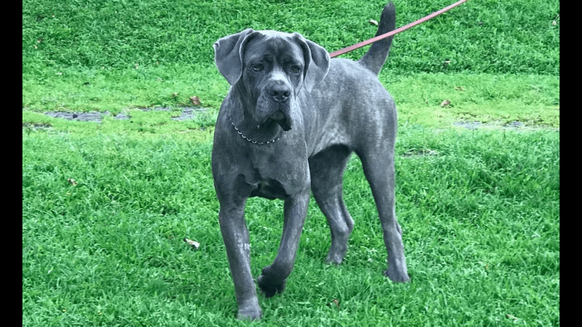 Blue brindle birthday pineapple. Piña, female age 1