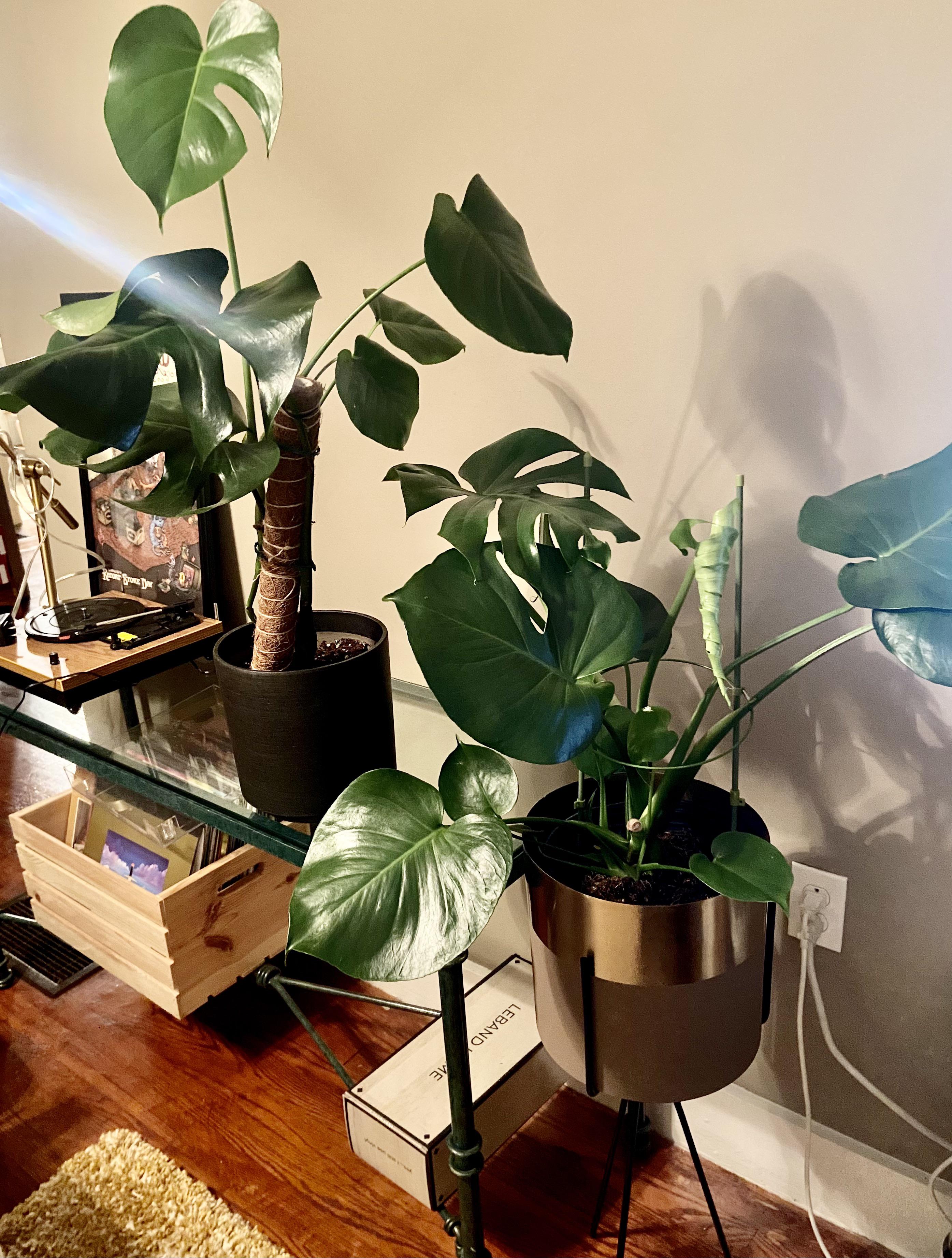 Could I combine two monsteras in one pot? They are both currently in 8