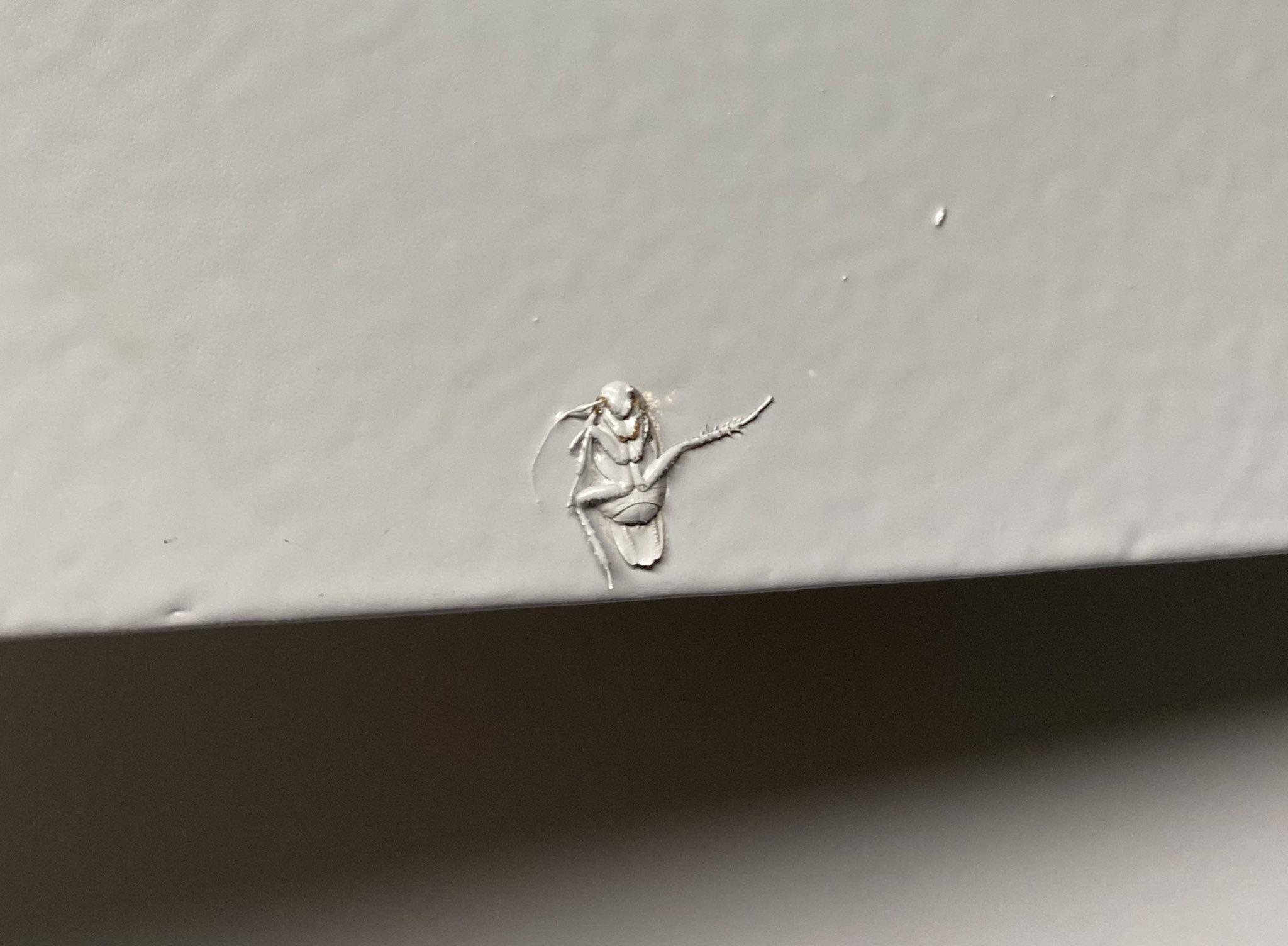 Landlords please don’t paint over cockroaches.