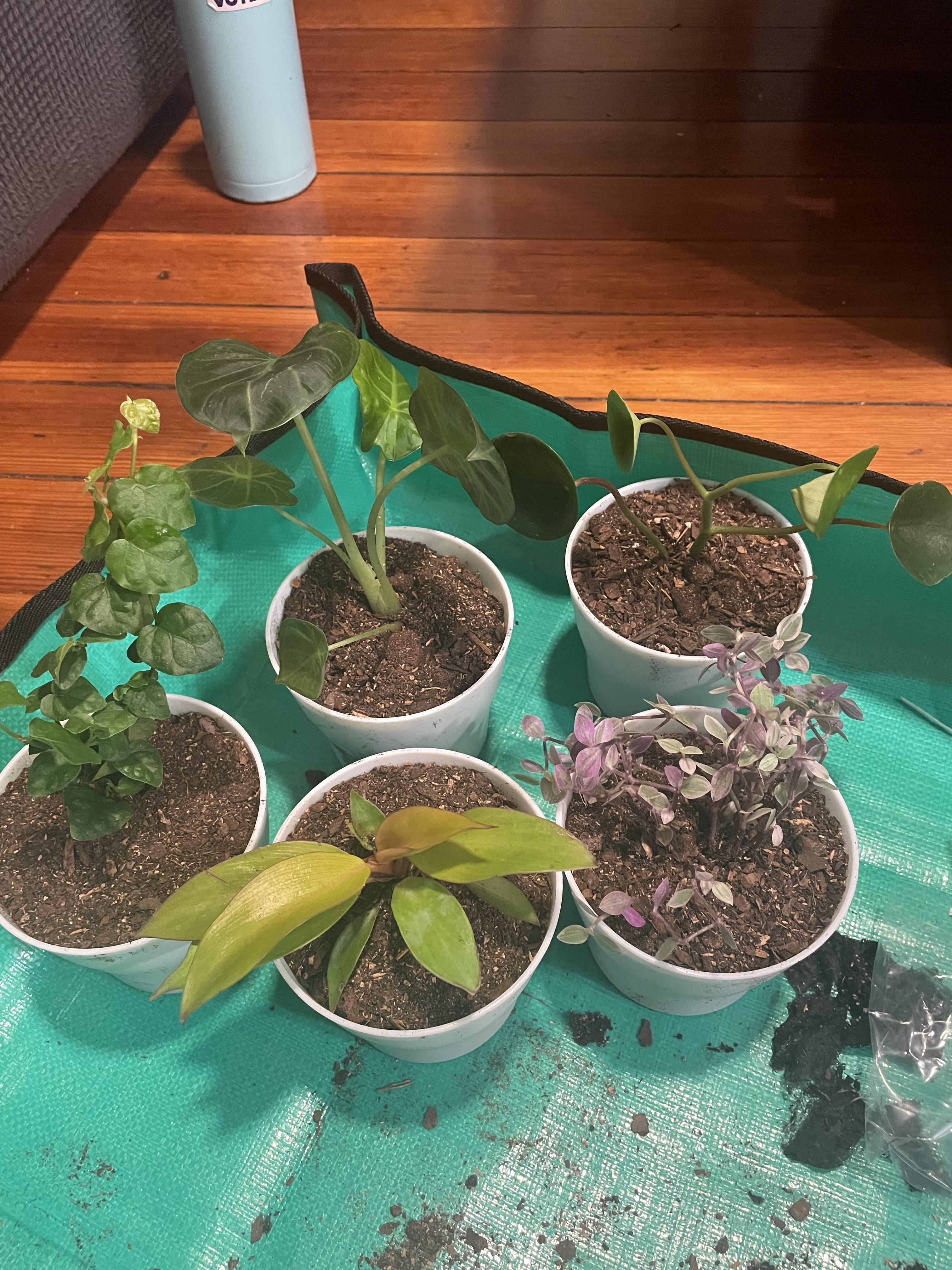 Ok so if the plants were super wet when I got them today, should I not