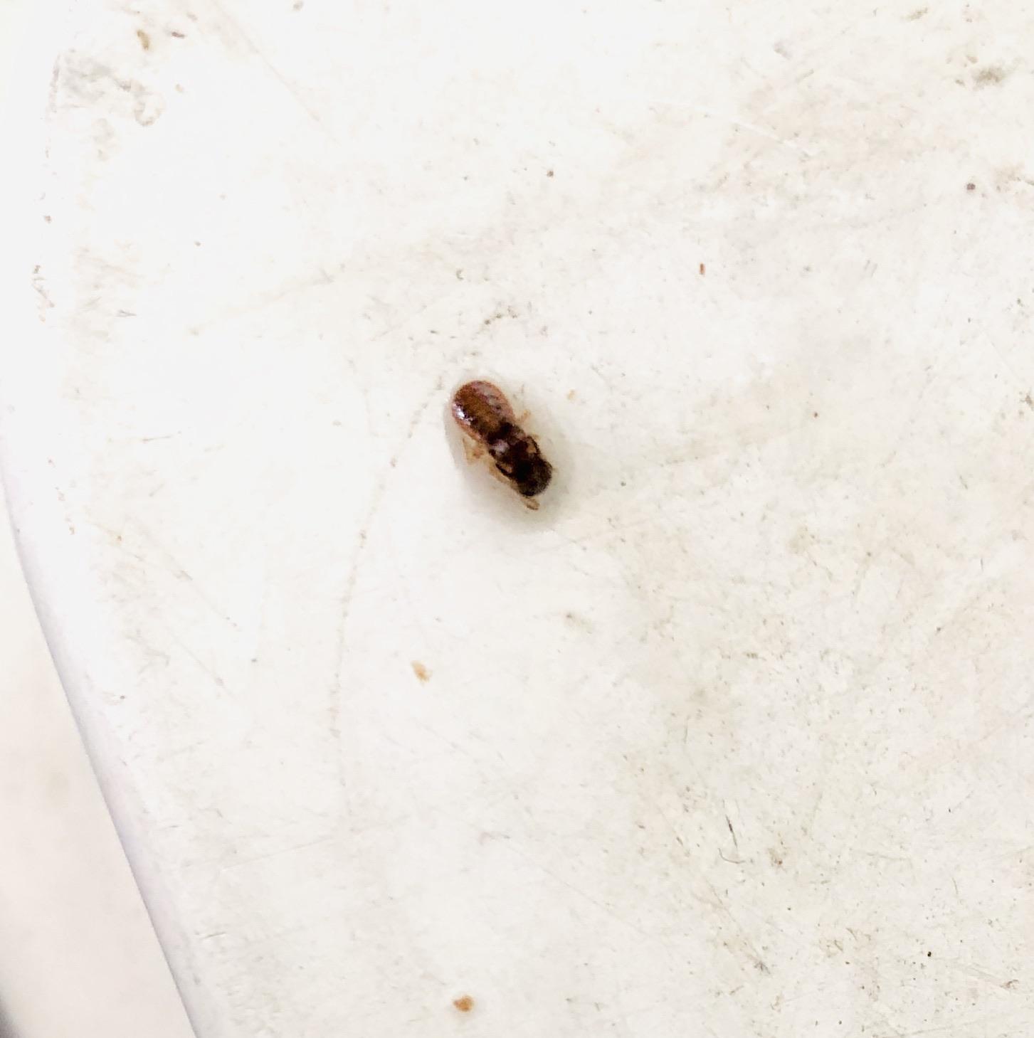 Hi everyone! I’m still trying to figure out what’s causing my hives