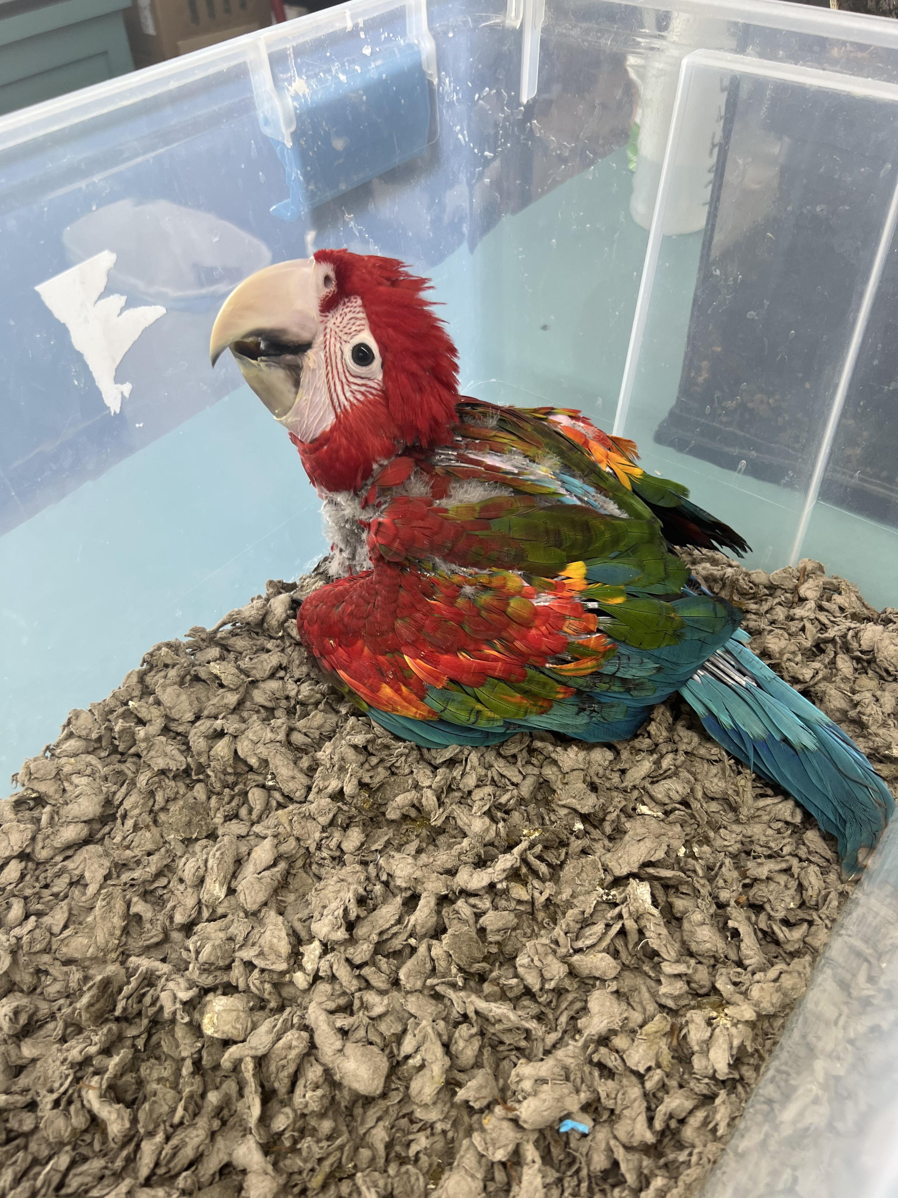 Scarlet Macaw Pet Parrot Sale Price idsdeutschland.de