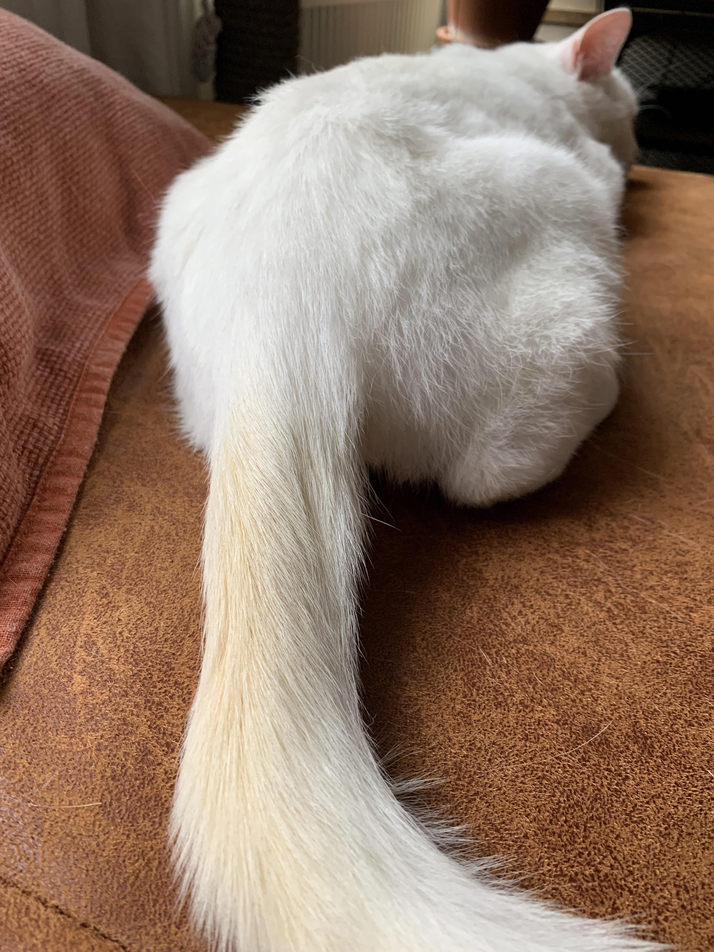 My White Cat Has Yellow Fur at Bernard Haas blog