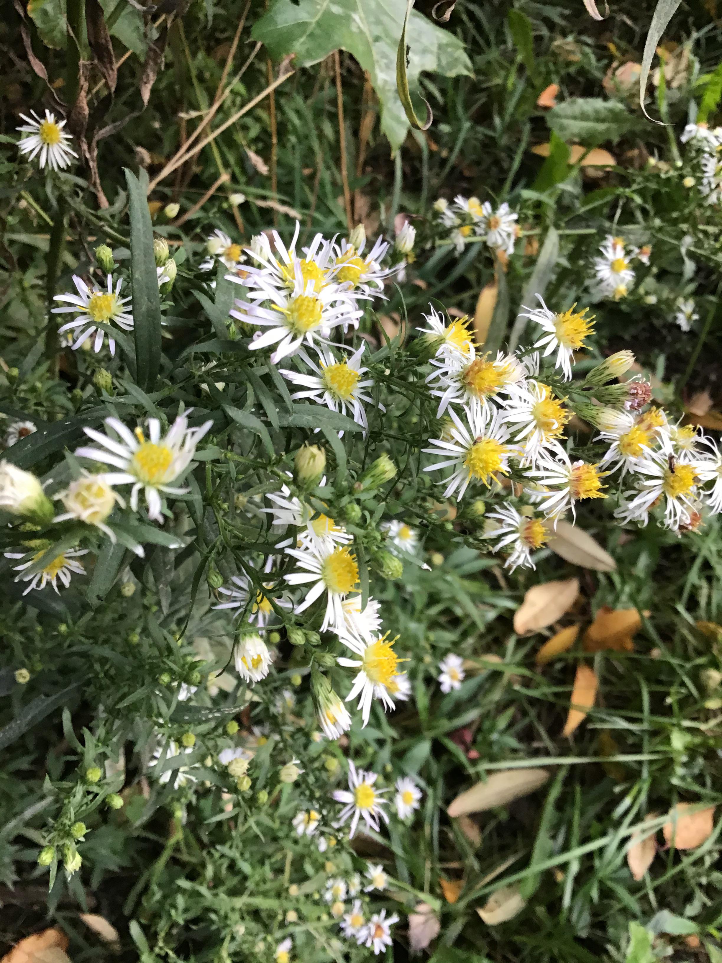 Is this frost aster? Is it edible? What does it help with? r/EdiblePlants