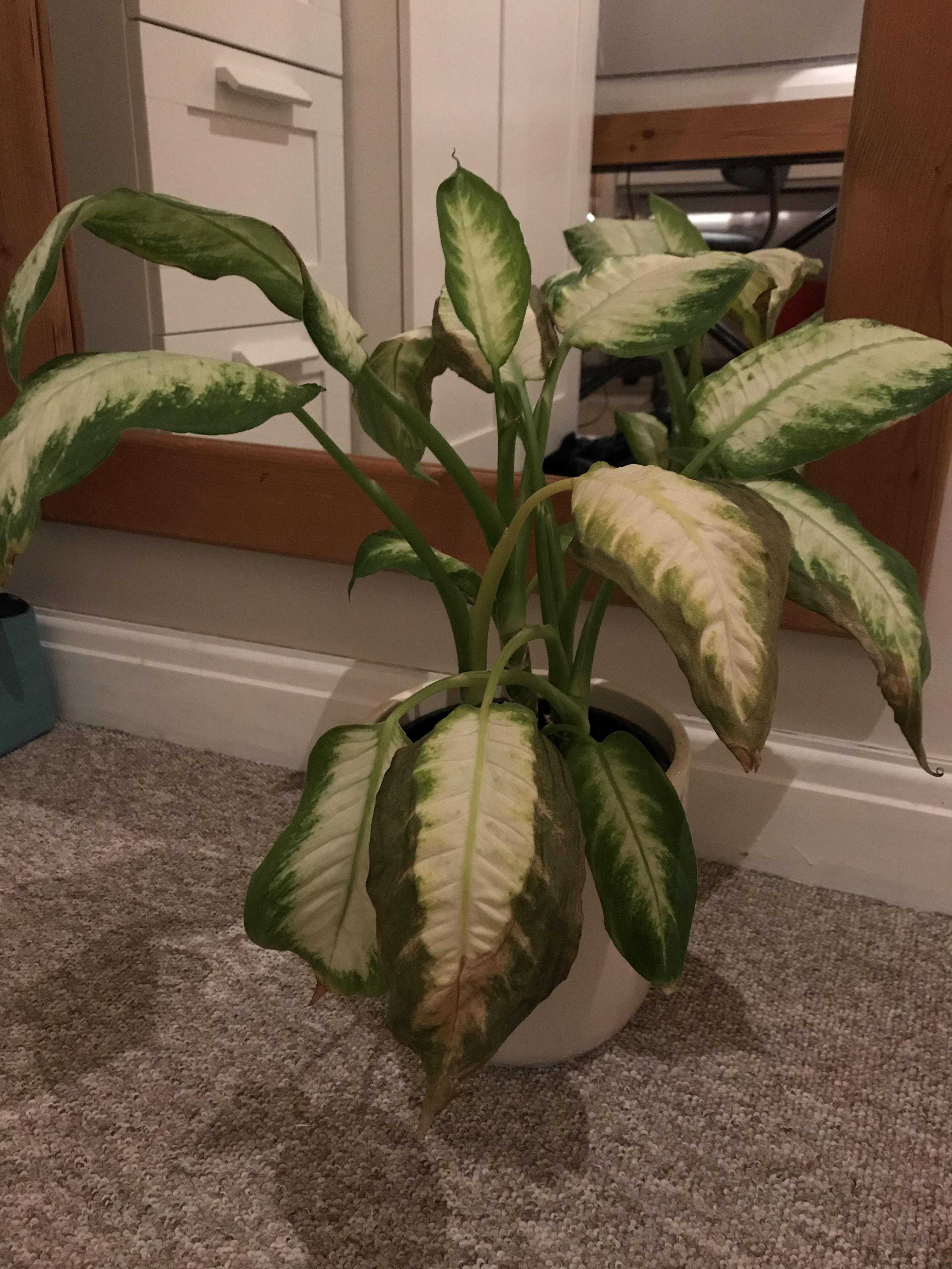 Sad dumb cane! Bottom leaves started yellowing and dropping off a while