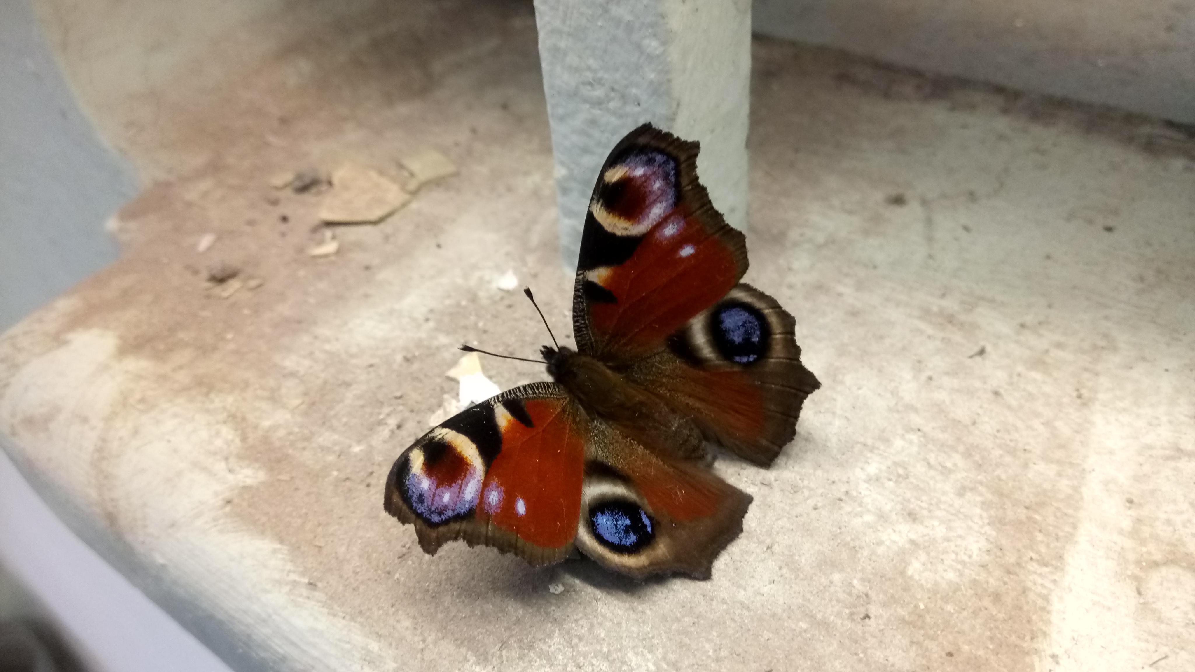 Butterfly found on a buildng site in Glasgow in November?! r/Butterflies