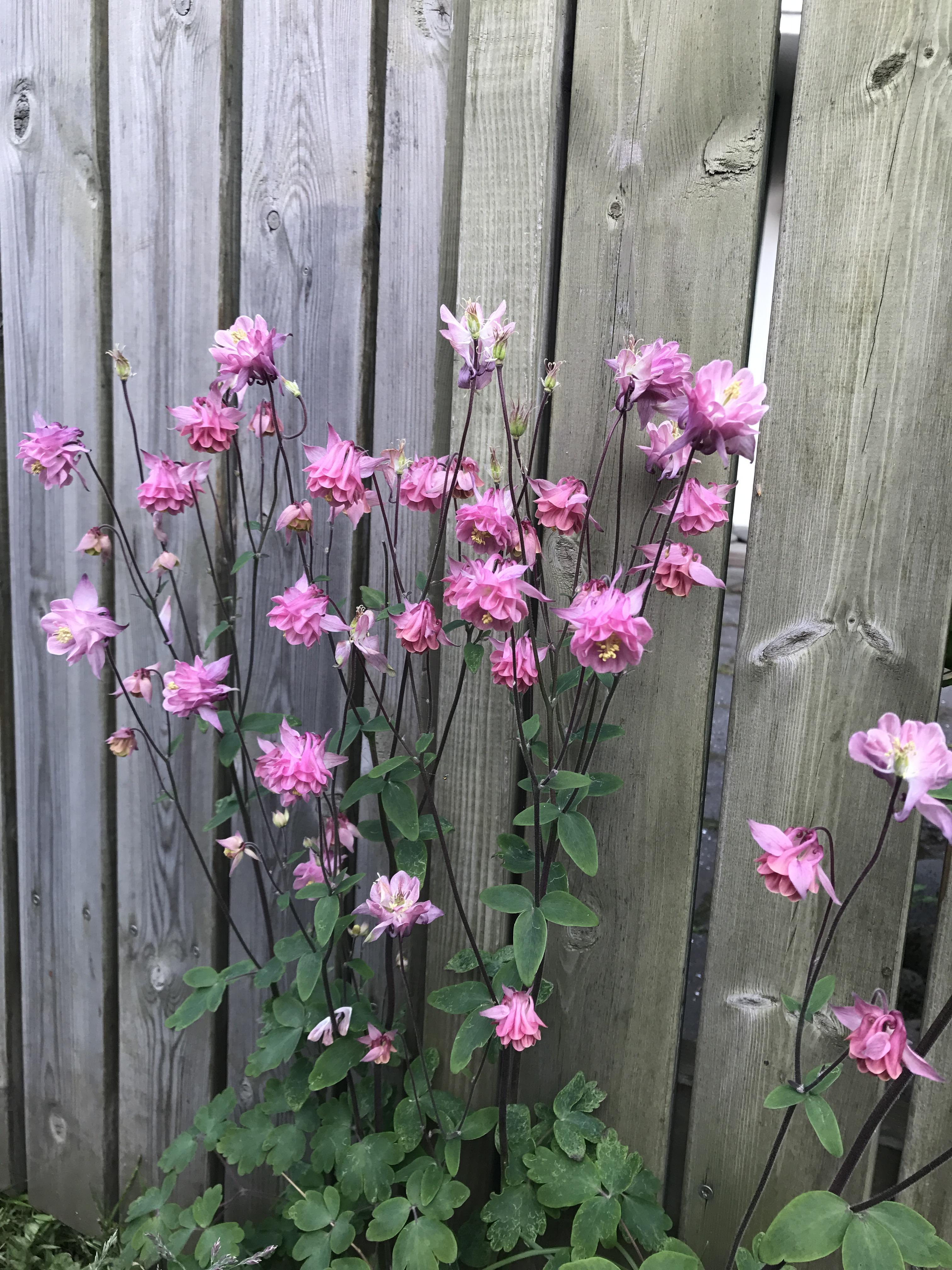 What is this flower? Found in Reykjavik, Iceland r/whatsthisplant