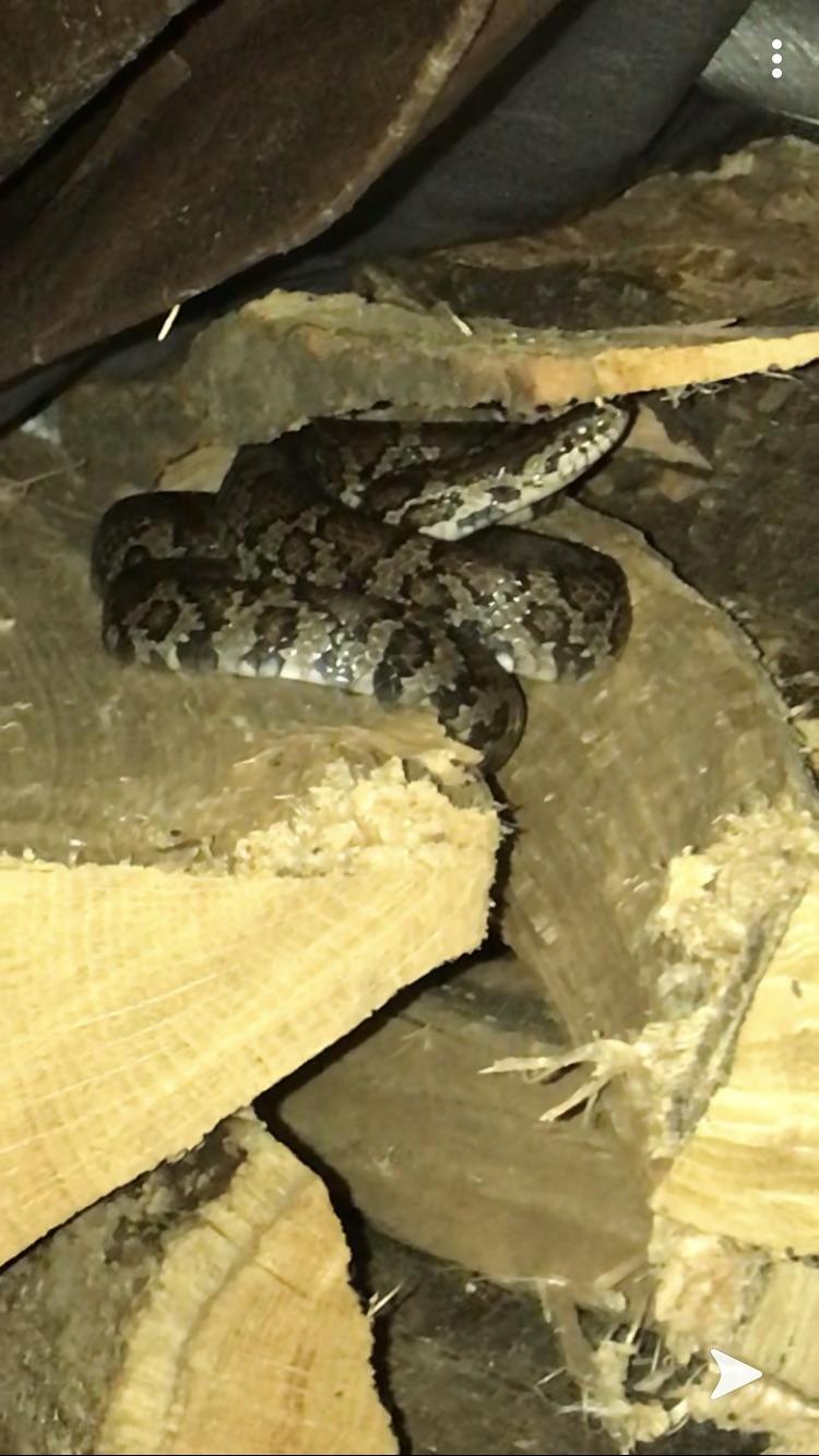 Can some one ID this snake? It was in a wood pile at my house. I live