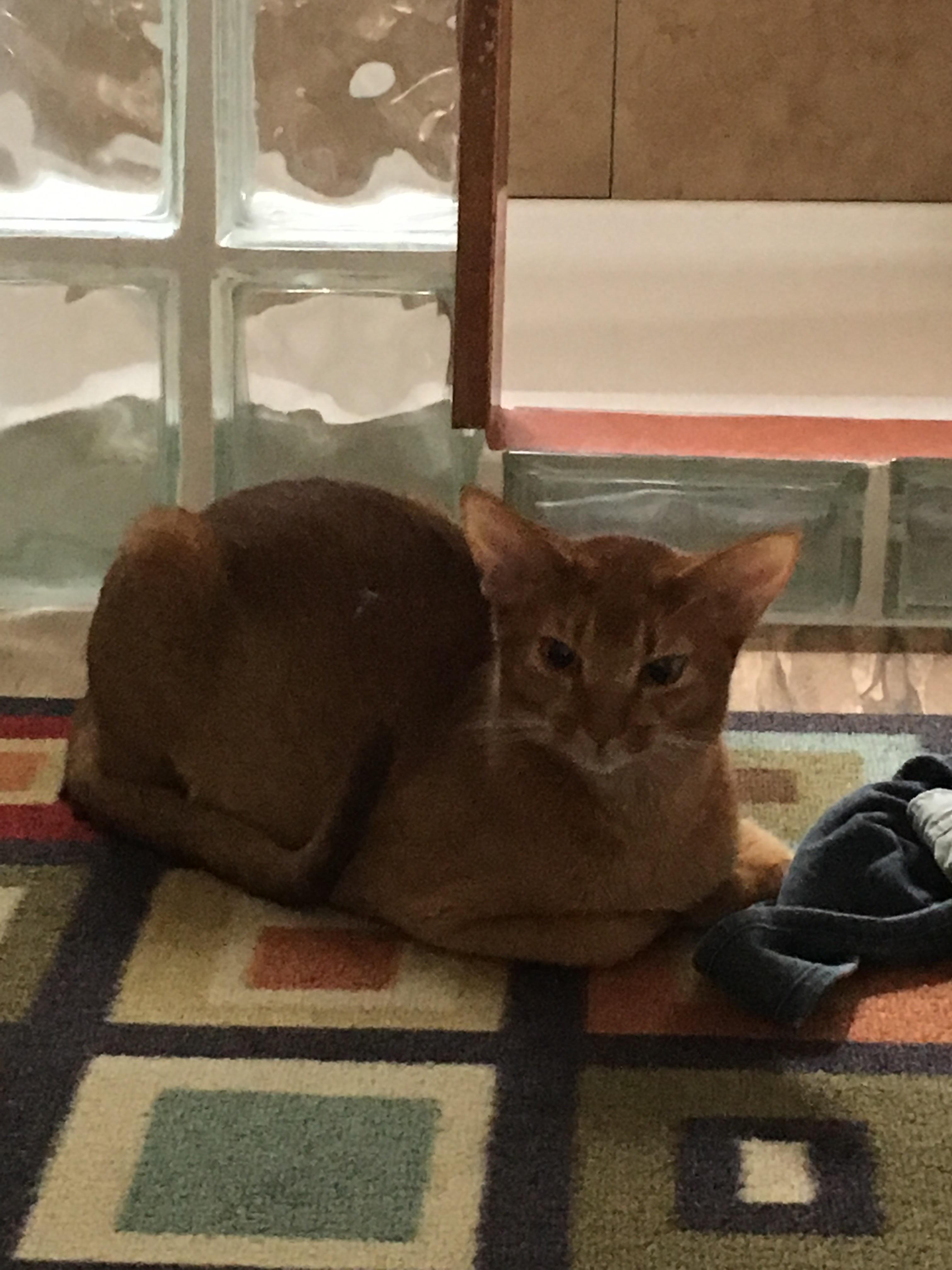 Navi the abby cat...loafing Catloaf