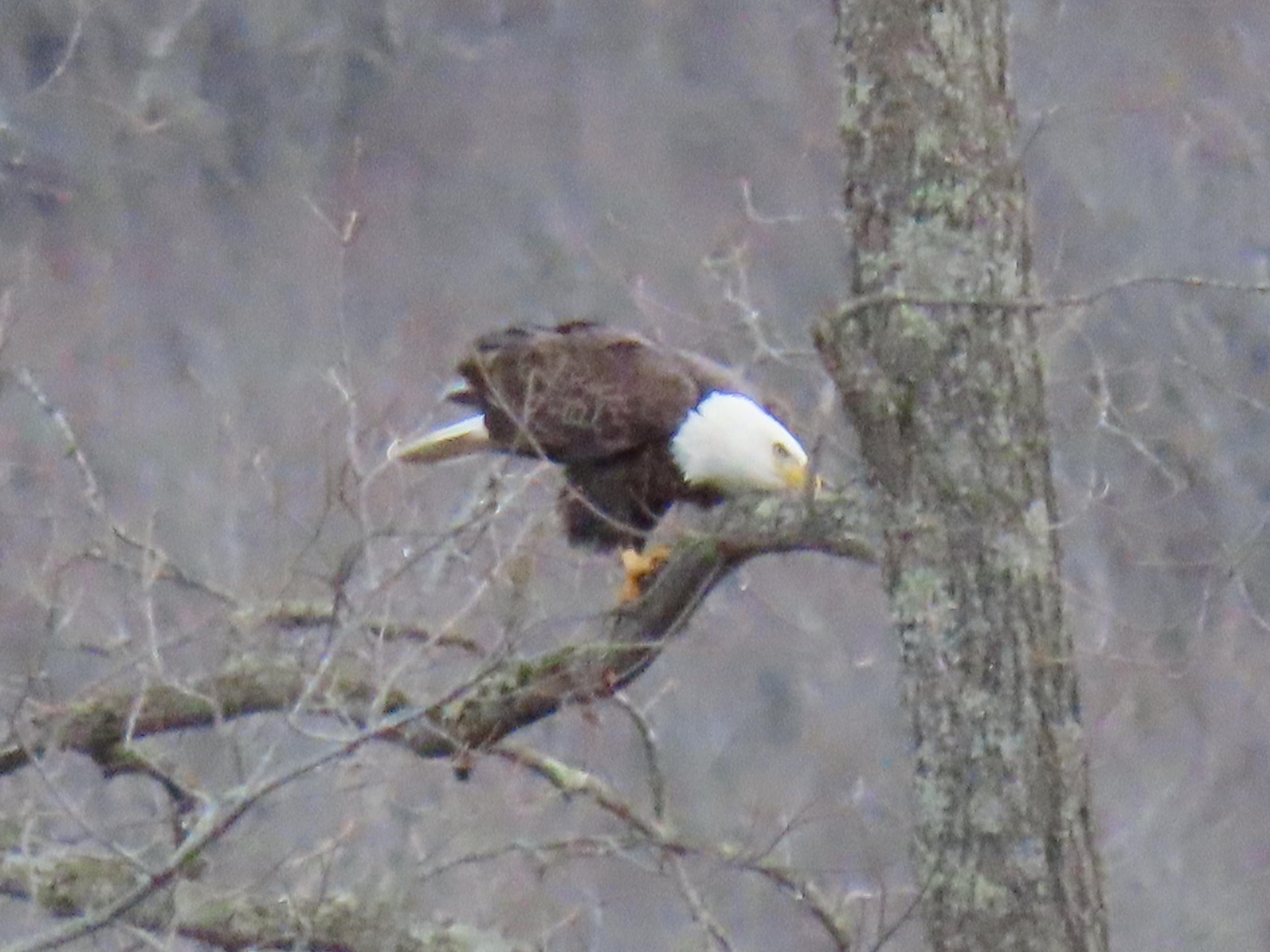 Perched eagle, Hinton WV r/WestVirginia
