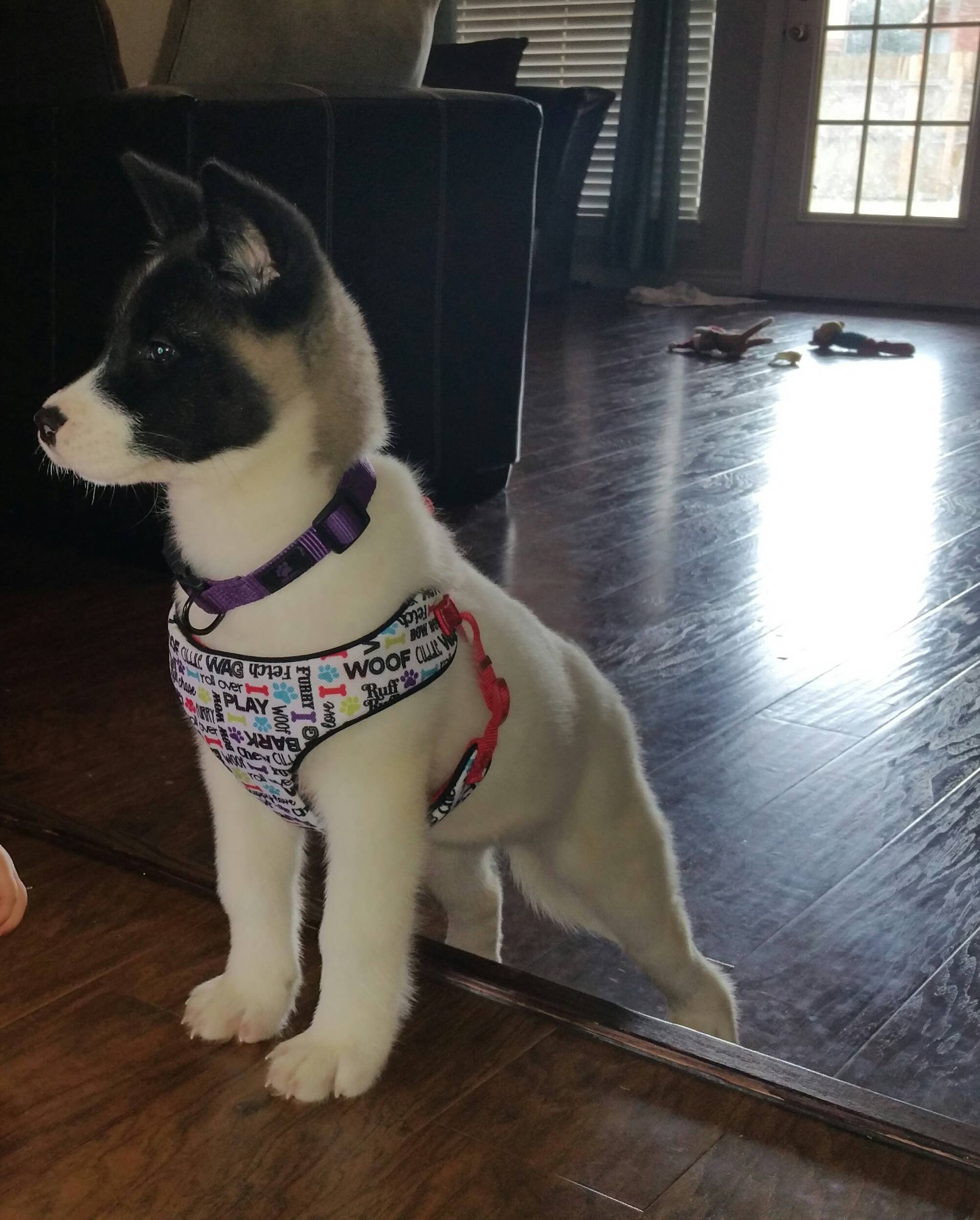 There aren't enough Akitas on Reddit. r/aww