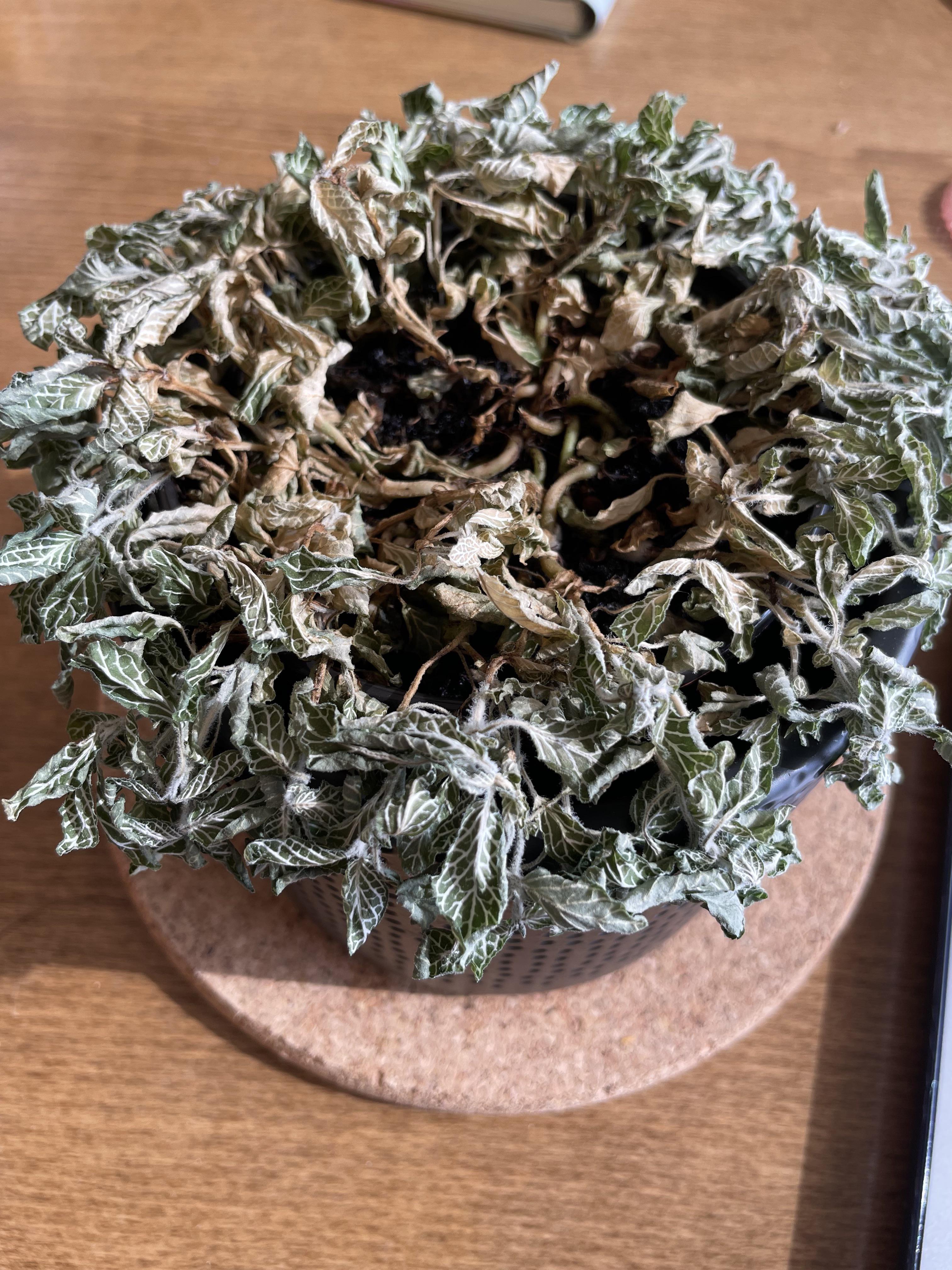 Is my nerve plant dead? plantclinic