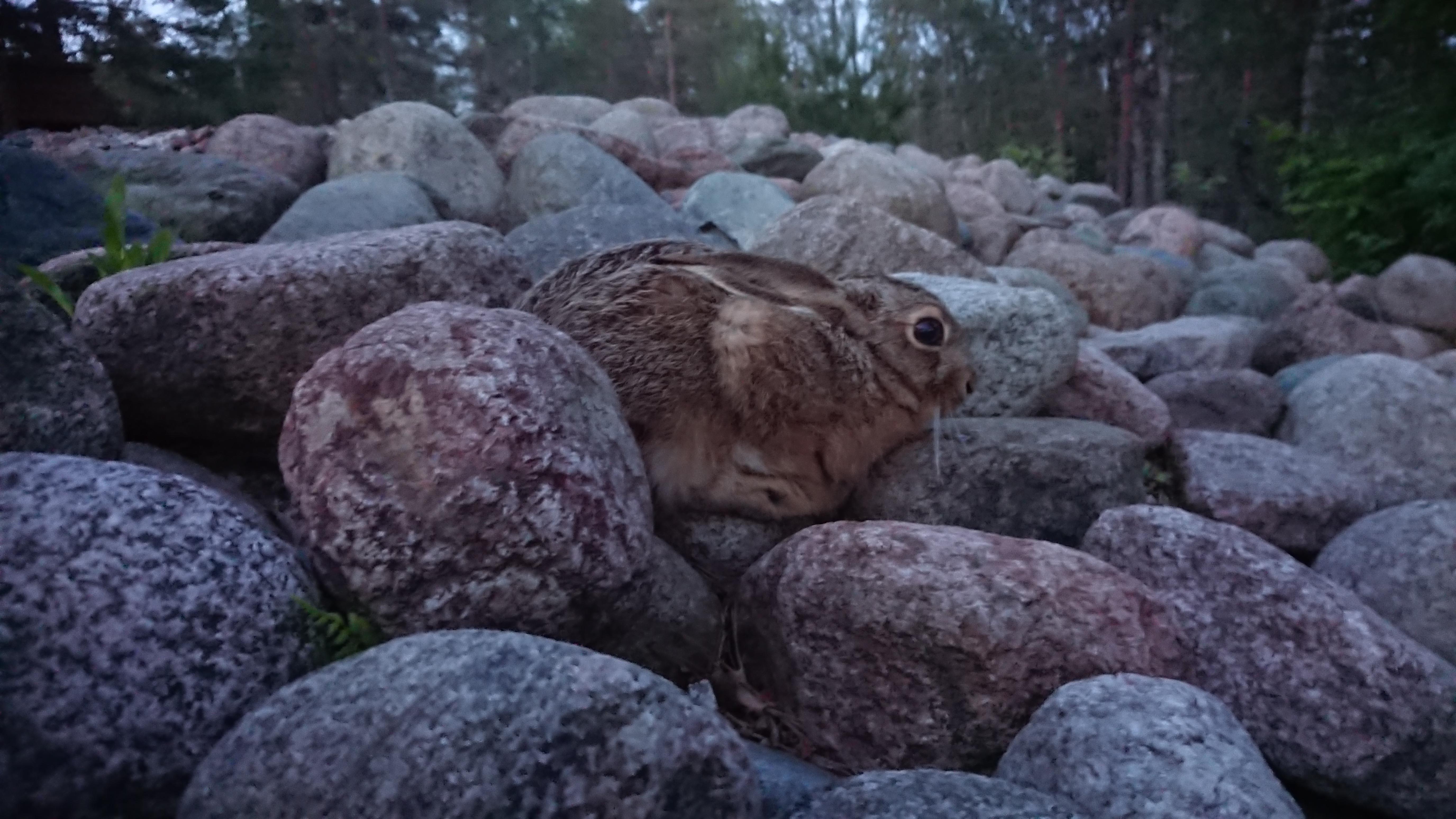 Stones have eyes r/Hunting