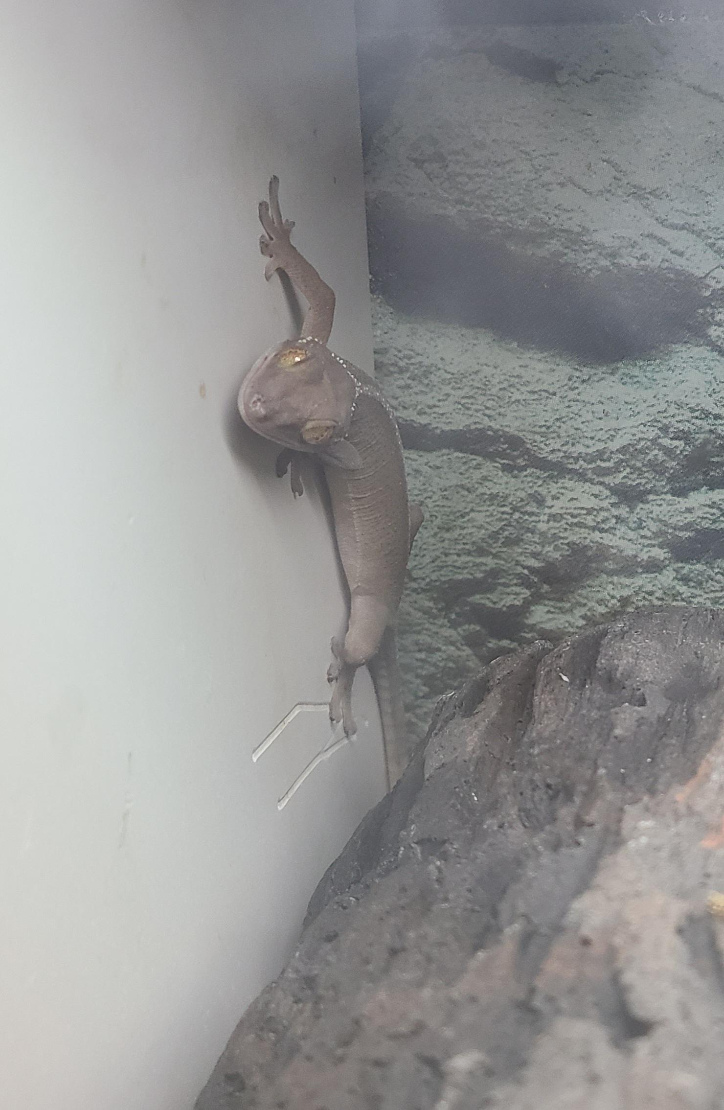 I saw a skunk gecko at Petco! It reminds me of when I rescued mine 13