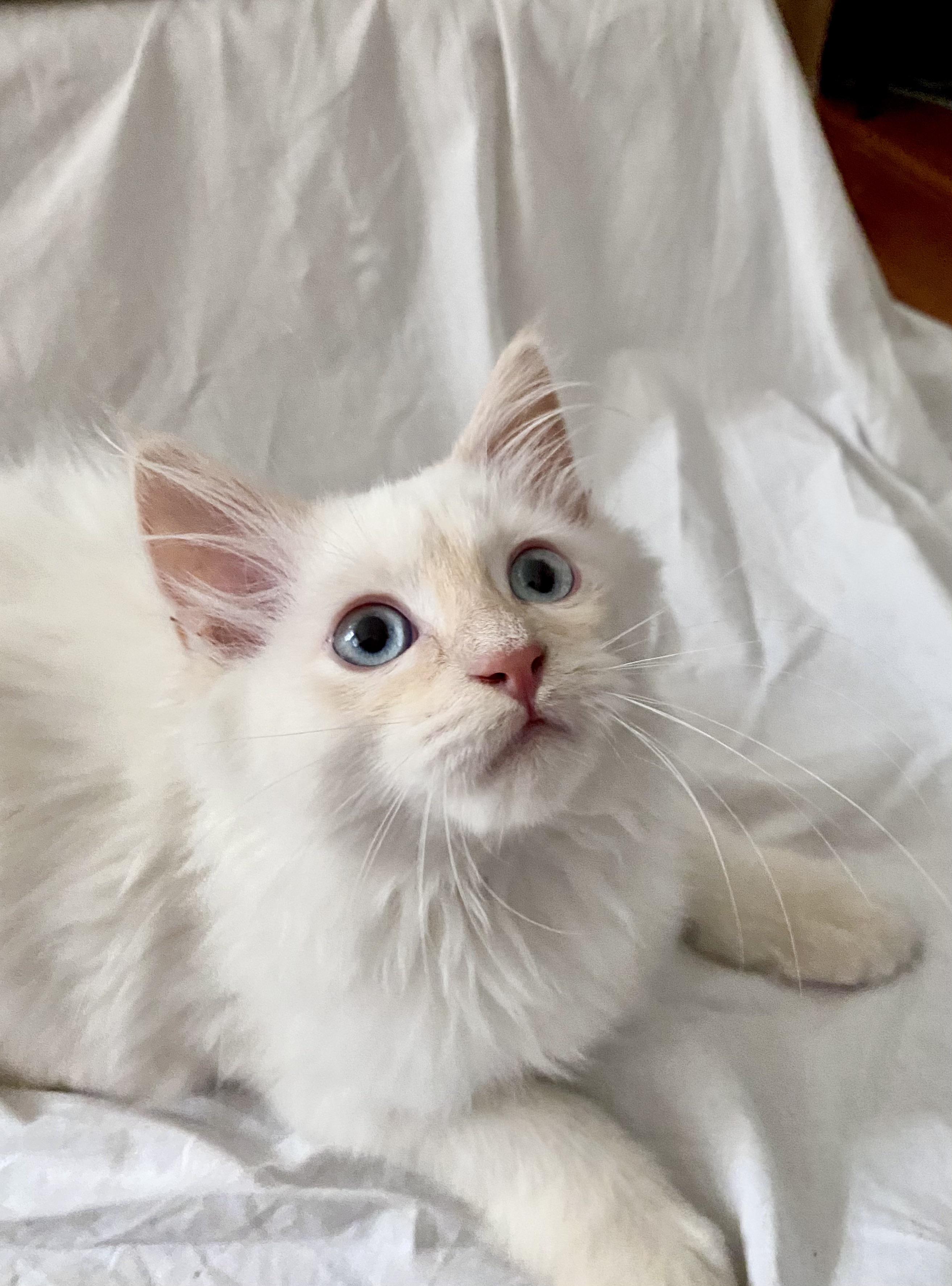 Our beautiful baby (he’s a Ragdoll/Maine Coon mix). So much energy! r