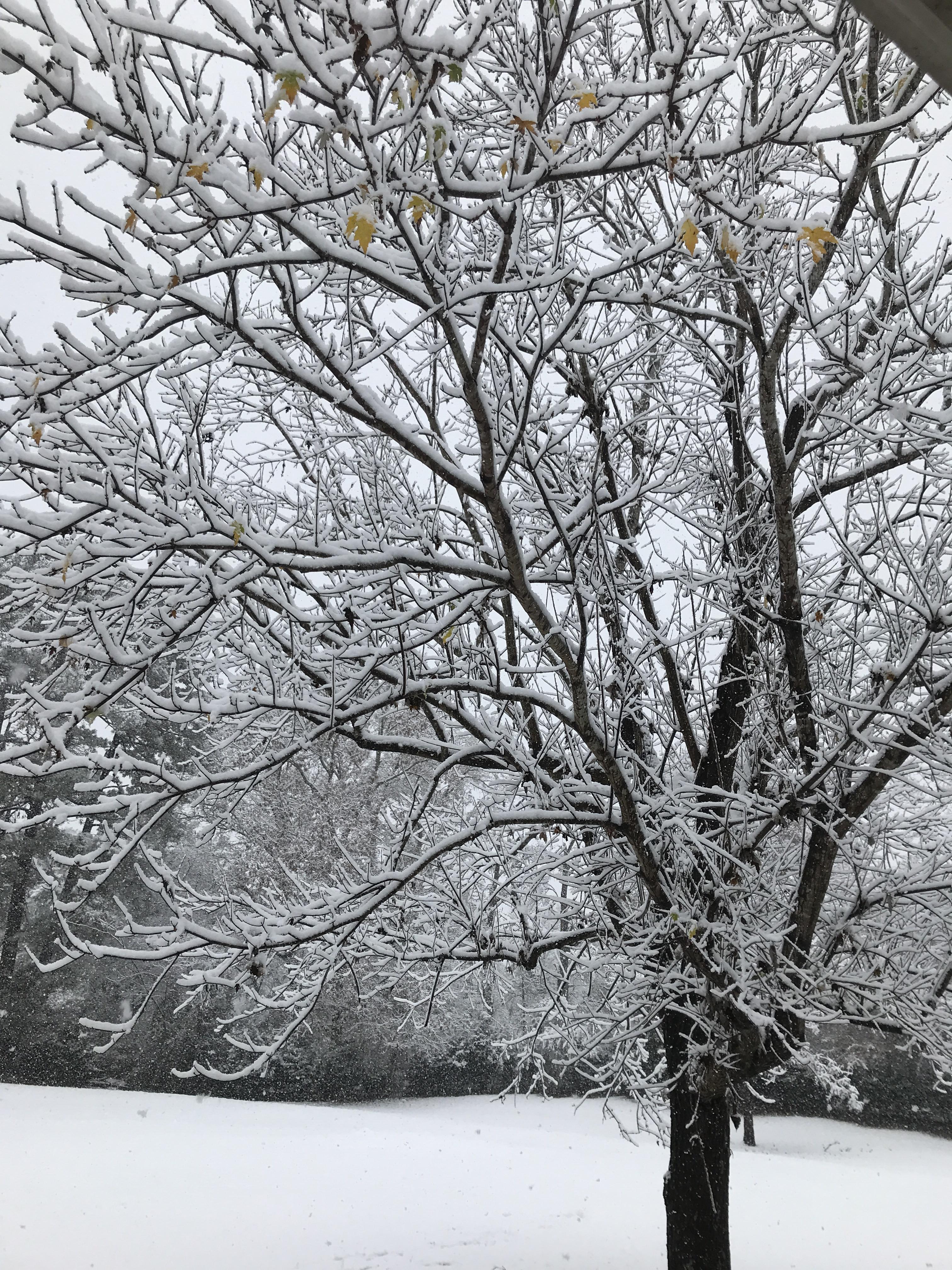 A light snow in Meridian, MS r/ImagesOfIdaho