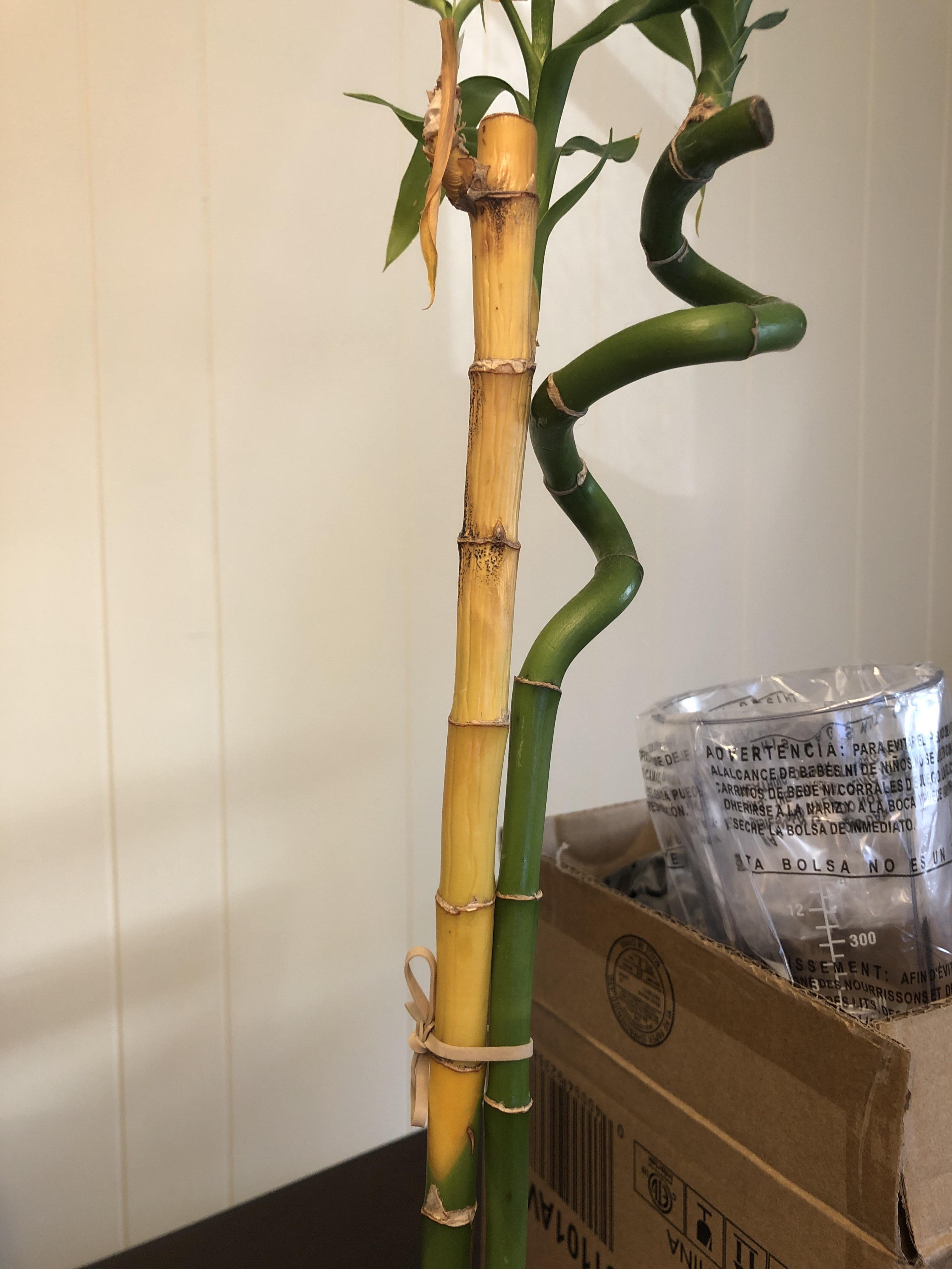 Yellowing bamboo. Should we just remove the yellow stem? We had it for a few years with no