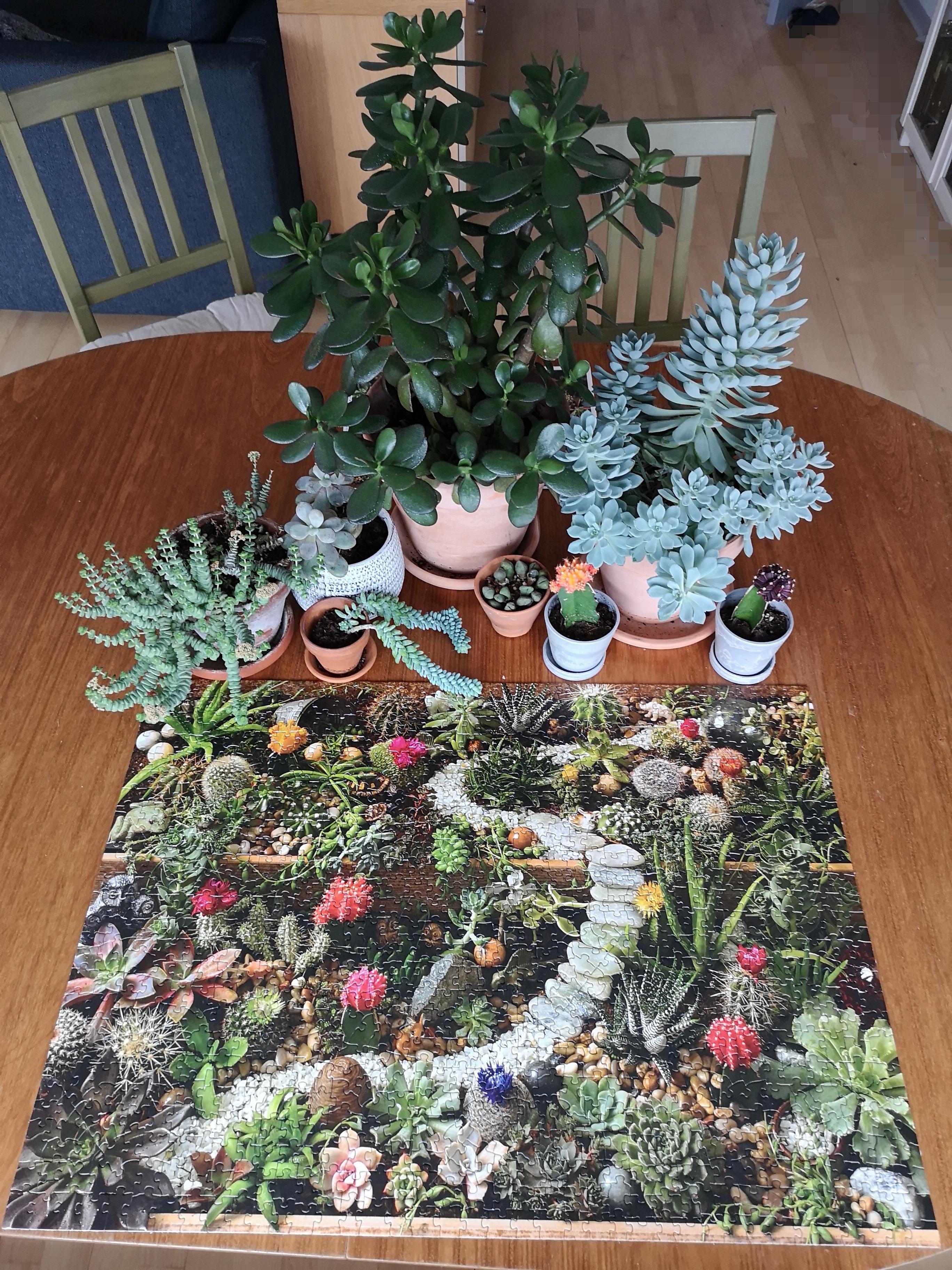 Succelent garden puzzle with my succbuddies succulents