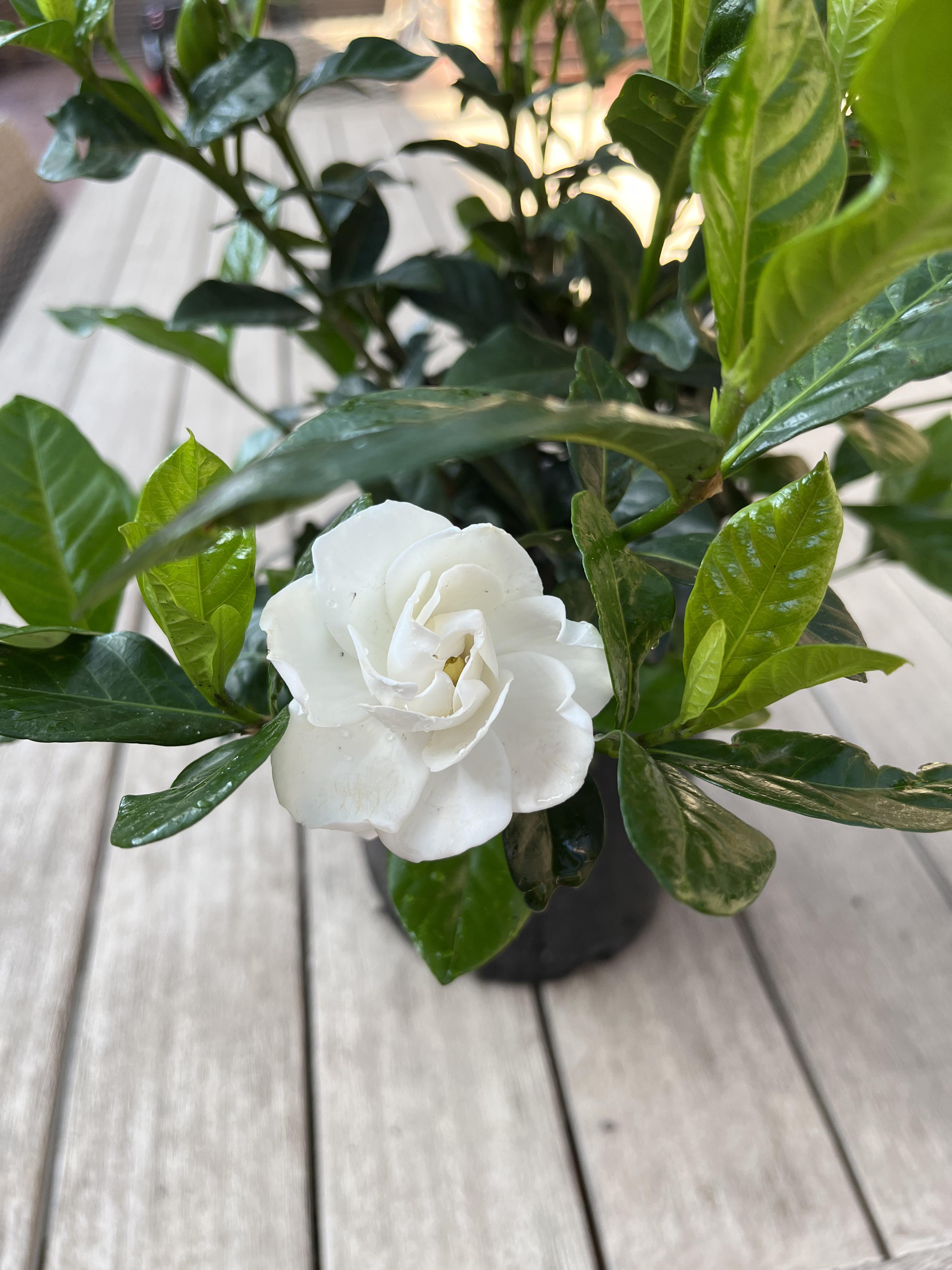 The very first bloom of my Gardenia ‘Aimee Yoshiba’. She smells like