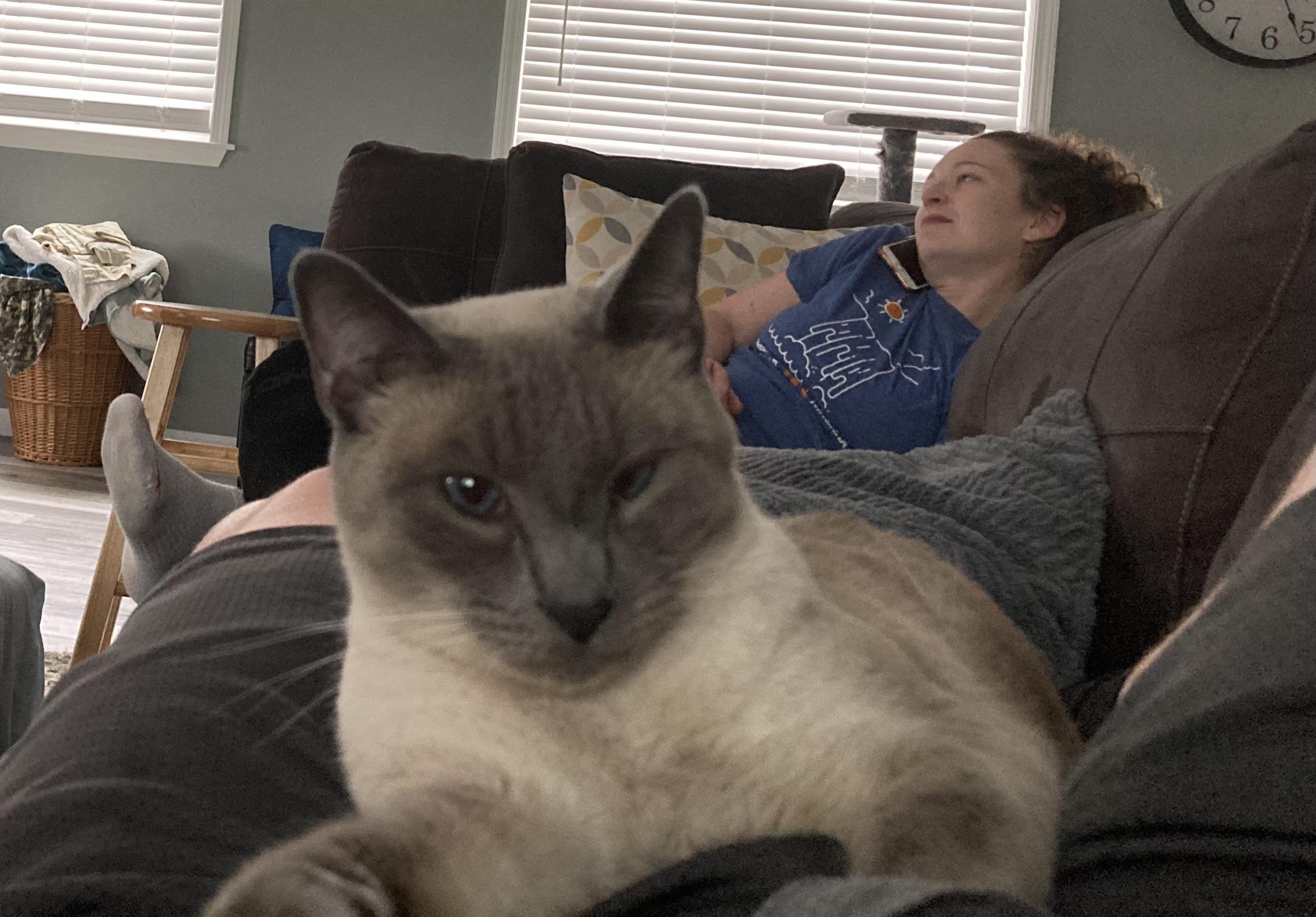 My cat looks drunk r/Eyebleach