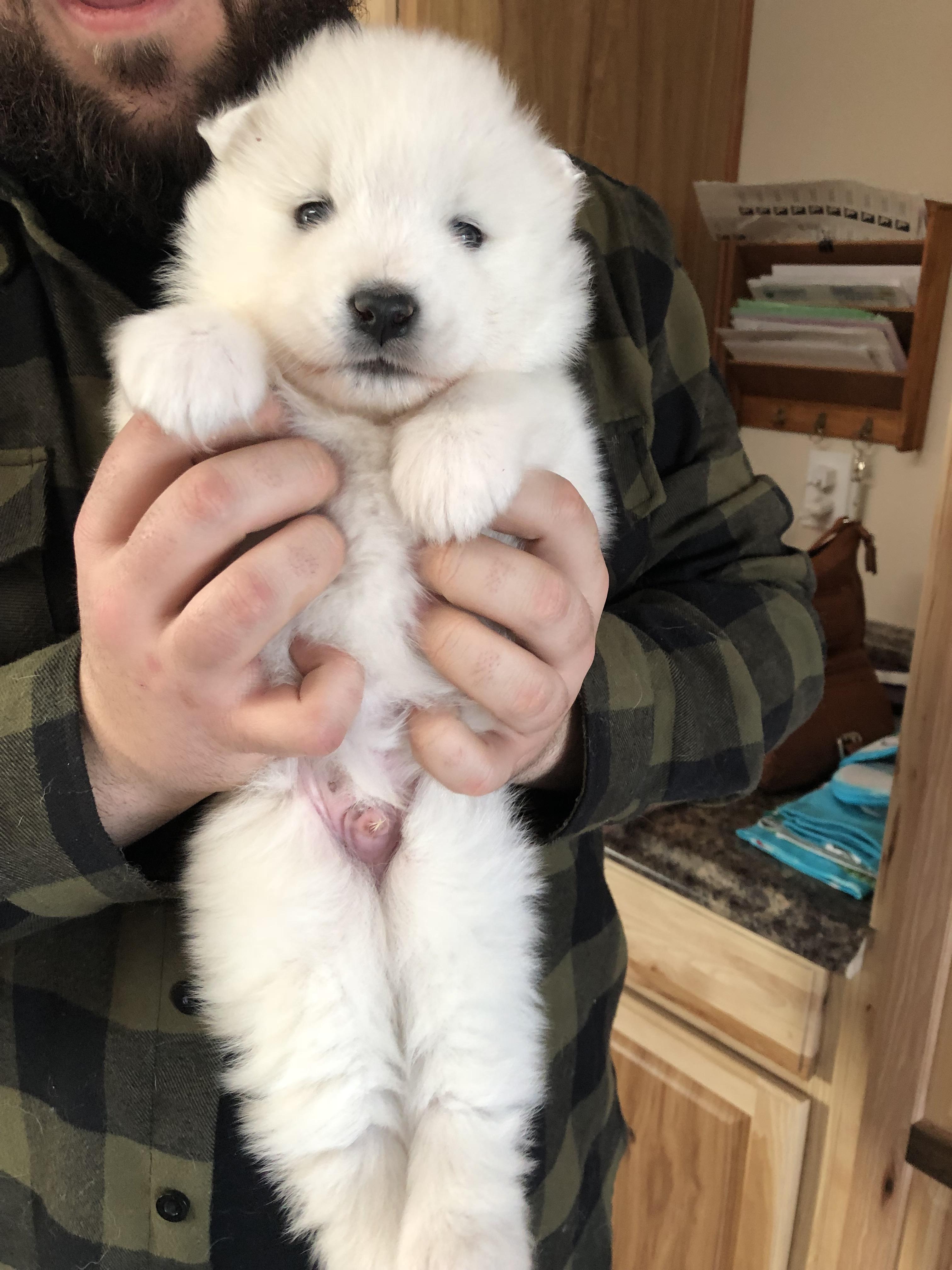 Got to pick out our puppy today!!!! This little guy needs a name