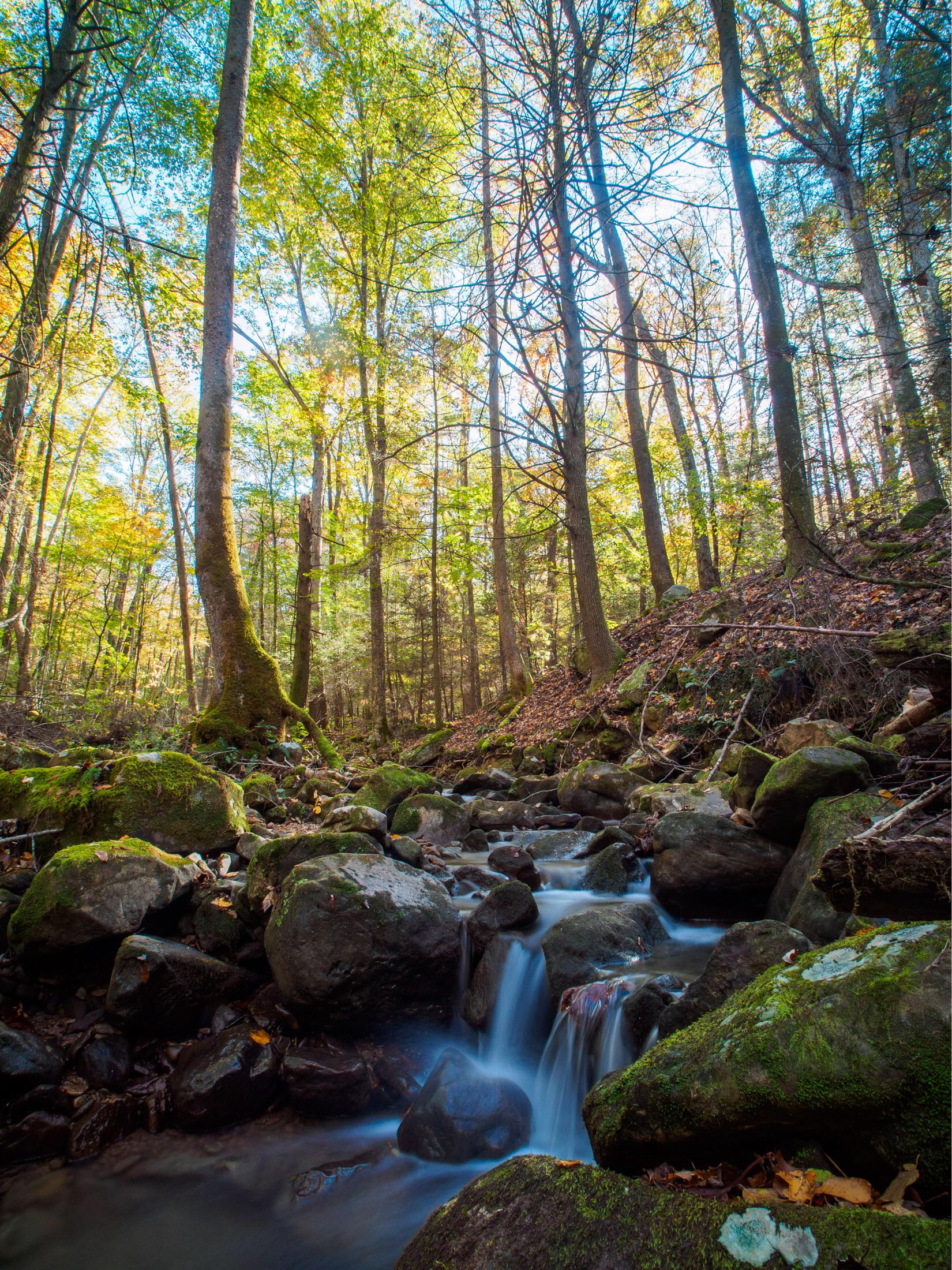 Frozen Head State Park, Tennessee [oc][1650x2200] r/EarthPorn
