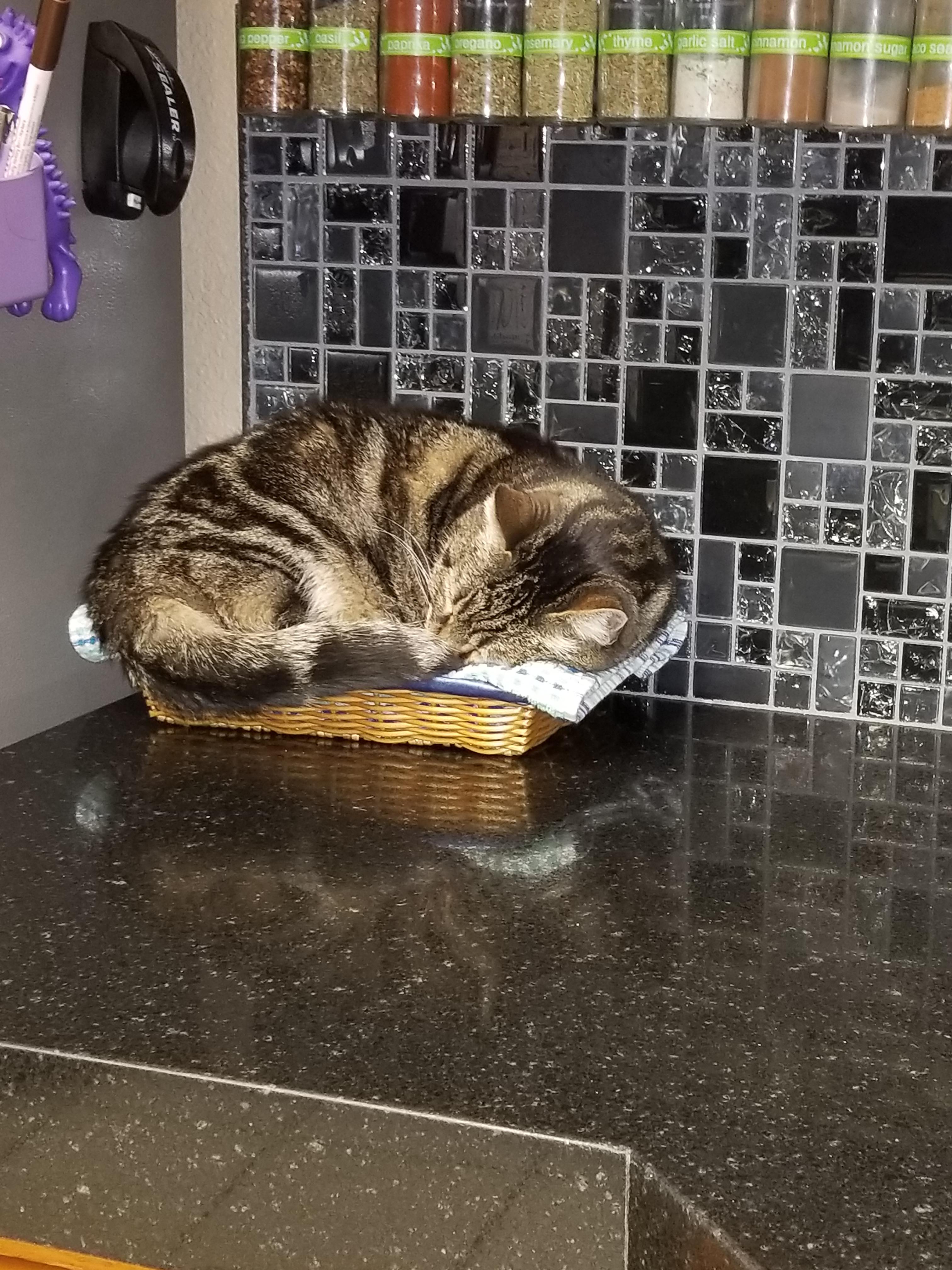 Rachel is not allowed on the kitchen counter but i didn't have the