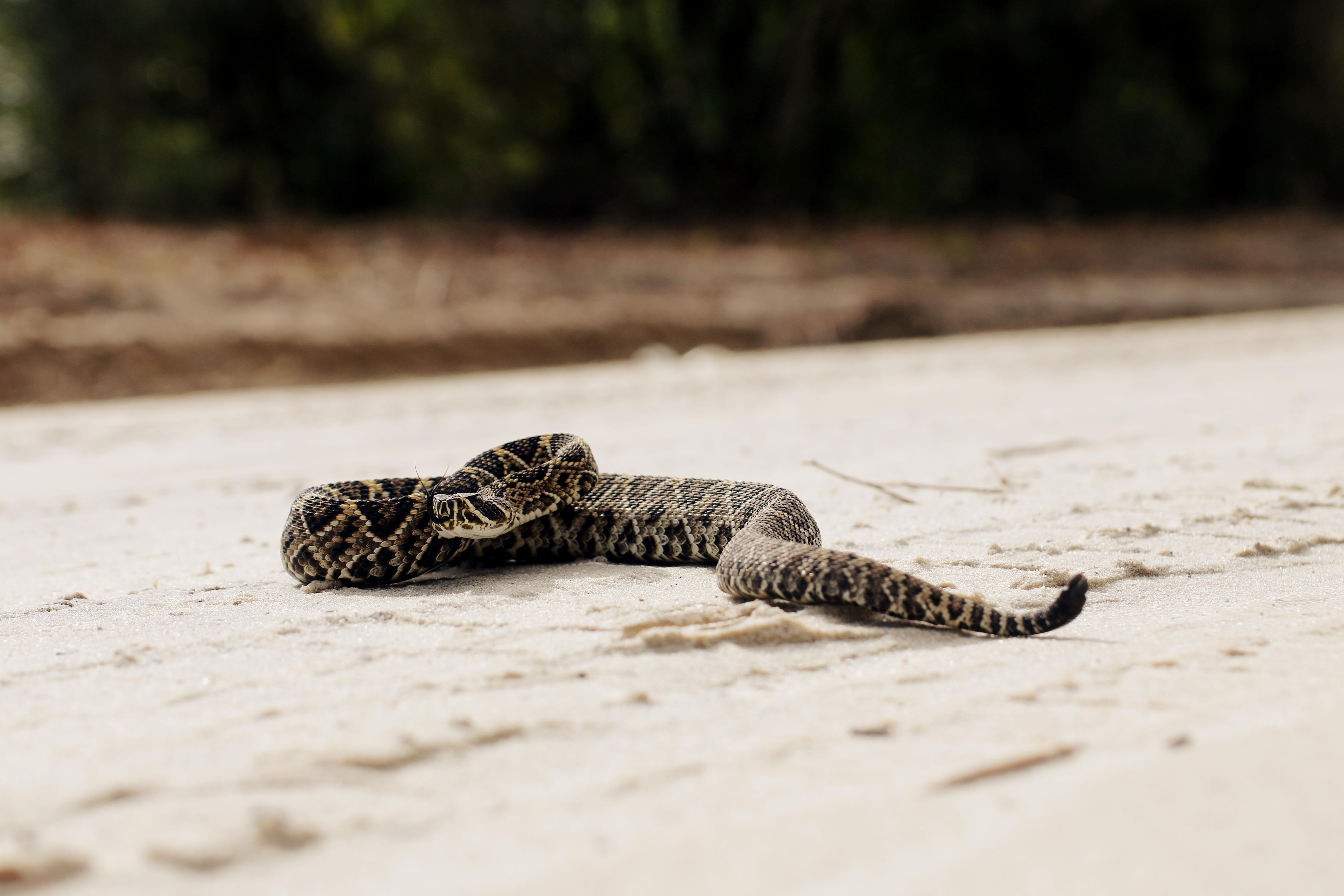 neonate eastern diamondback rattlesnake in the sandhills of Florida r