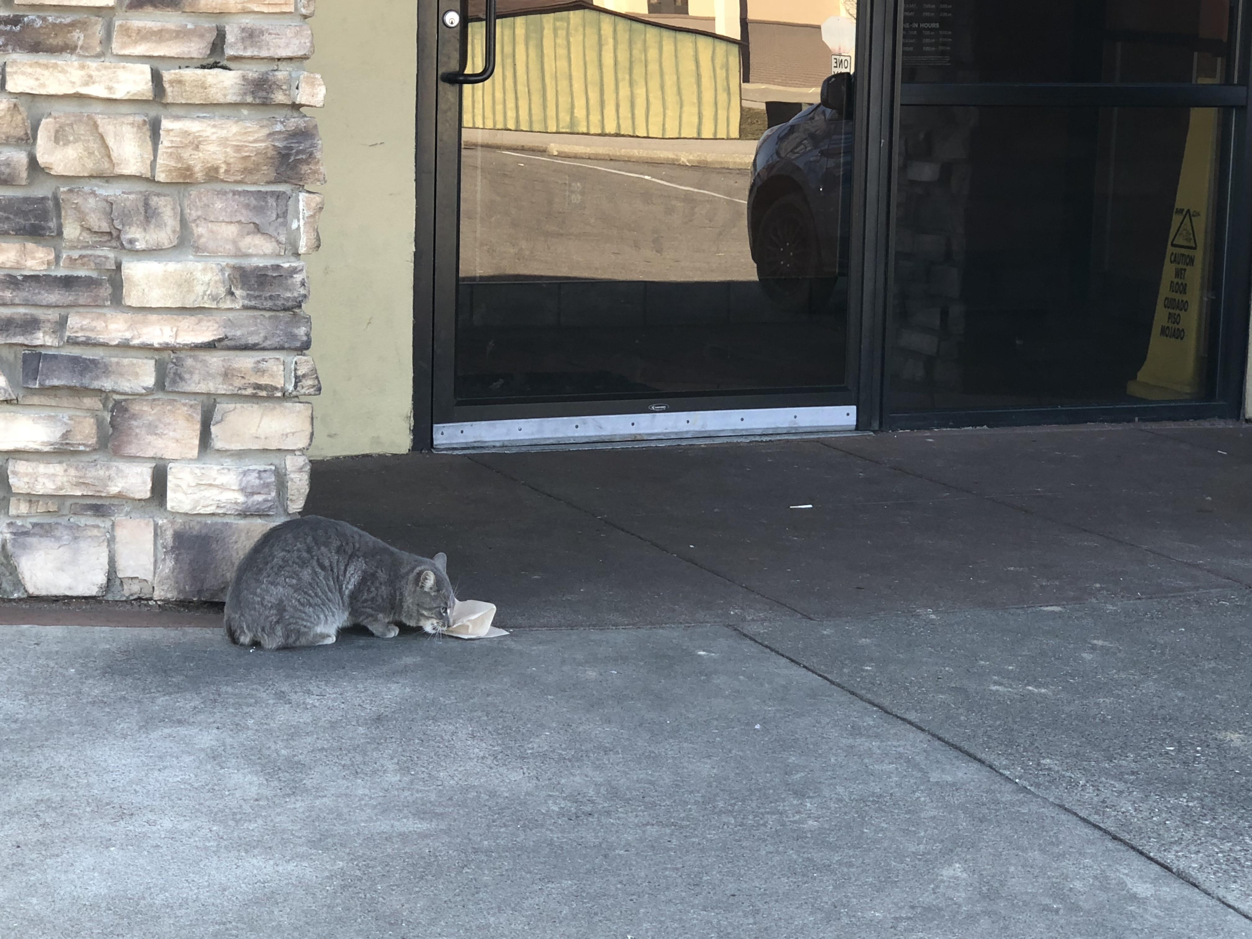 Taco Bell Cat eating her steak quesadilla yesterday! My Husband has