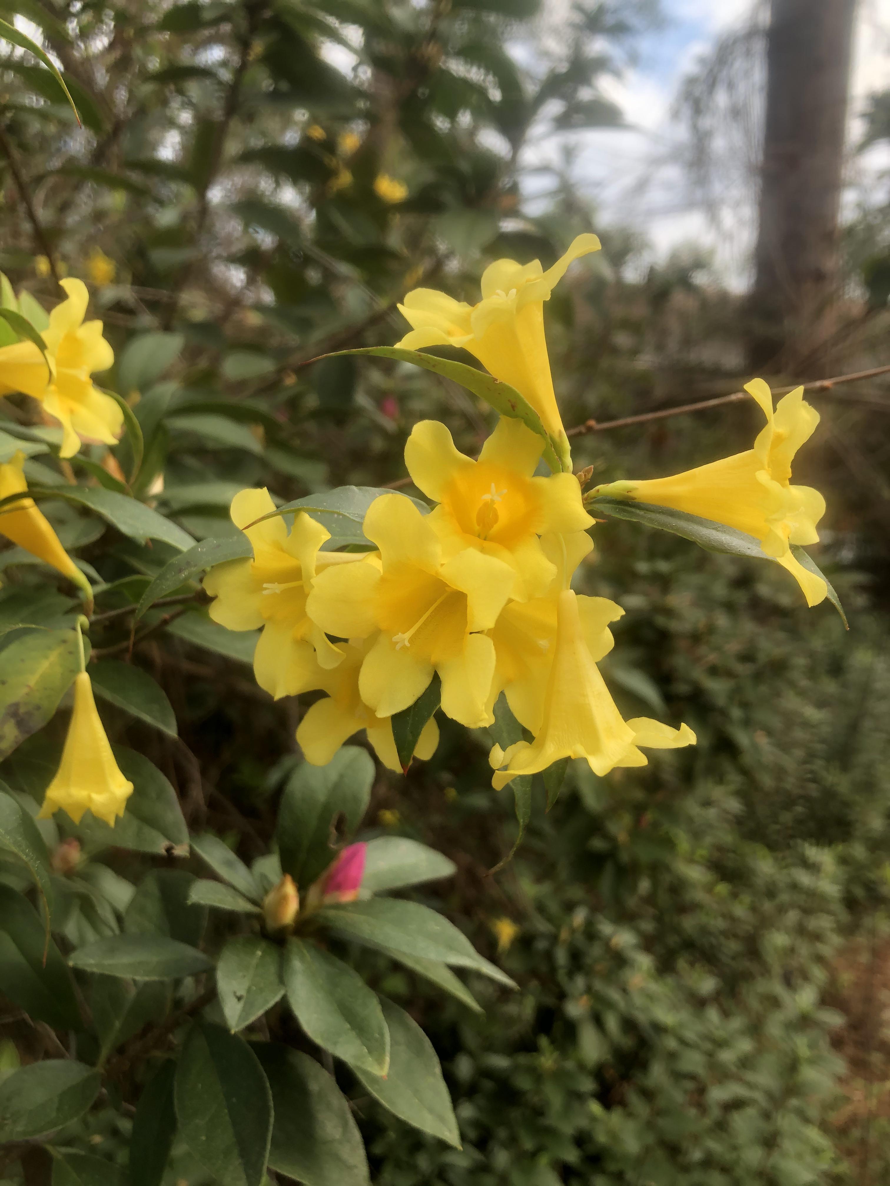 Yellow Jessamine; Gelsemium sempervirens r/BotanicalPorn
